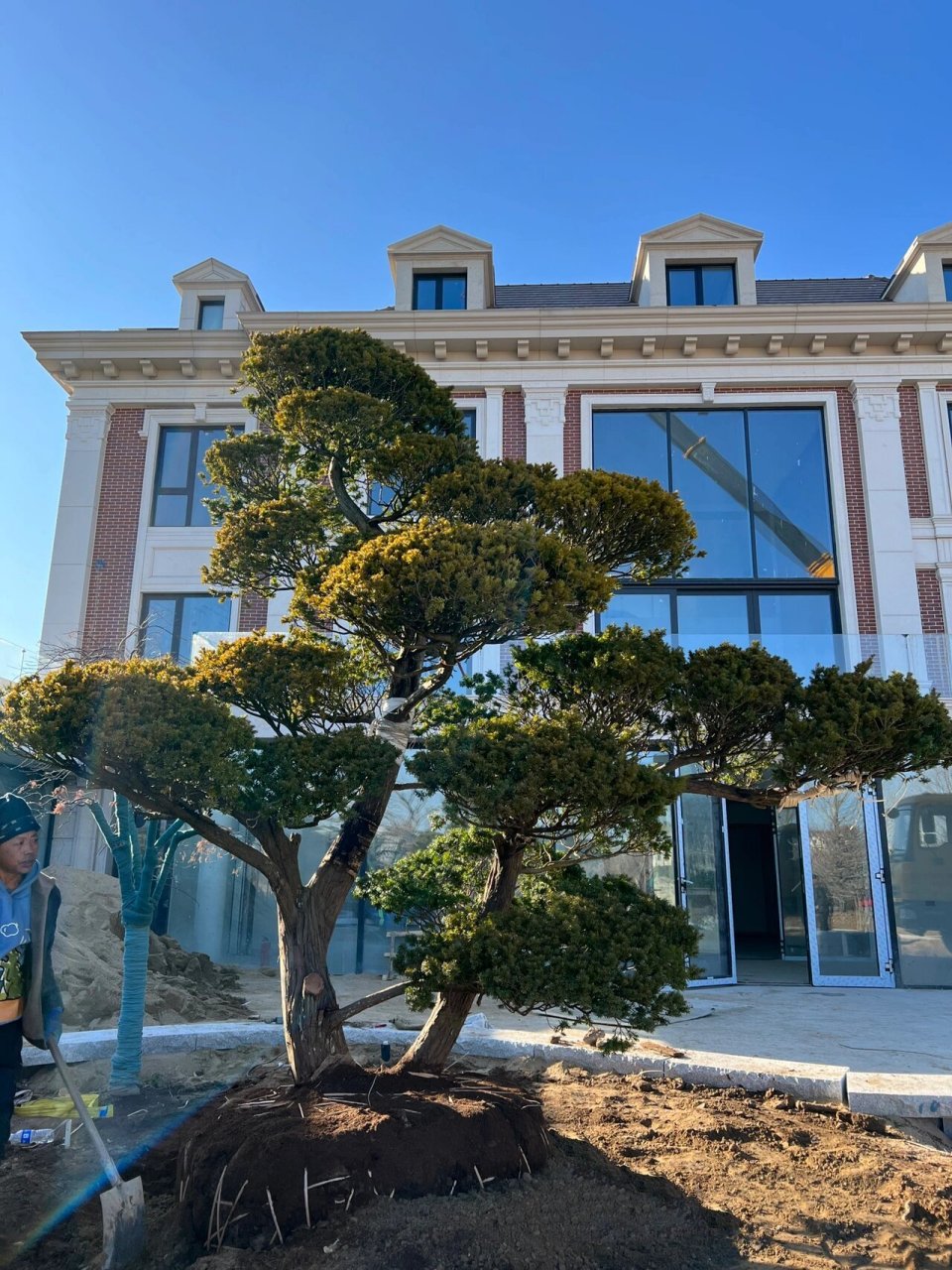 用红豆杉打造清新,充满活力的别墅庭院,有助于消除现代生态带来的众多