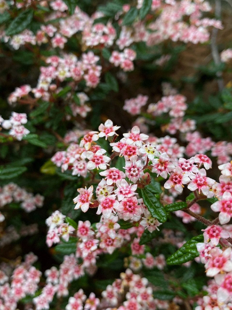 中文名:天皇梅 学名:commersonia hermanniifolia, 山麻树属