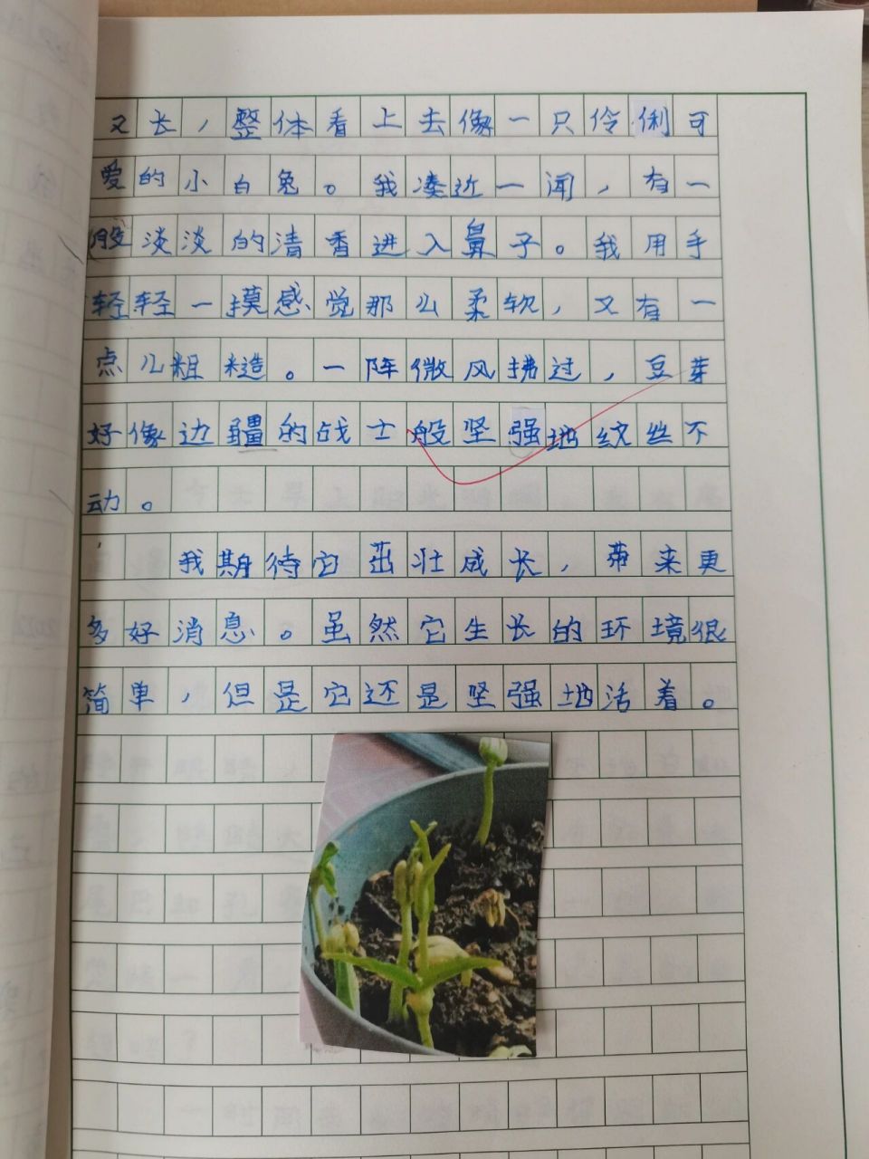 观察黄豆日记怎么写四年级400字3篇(观察黄豆日记怎么写四年级400字3篇作文)