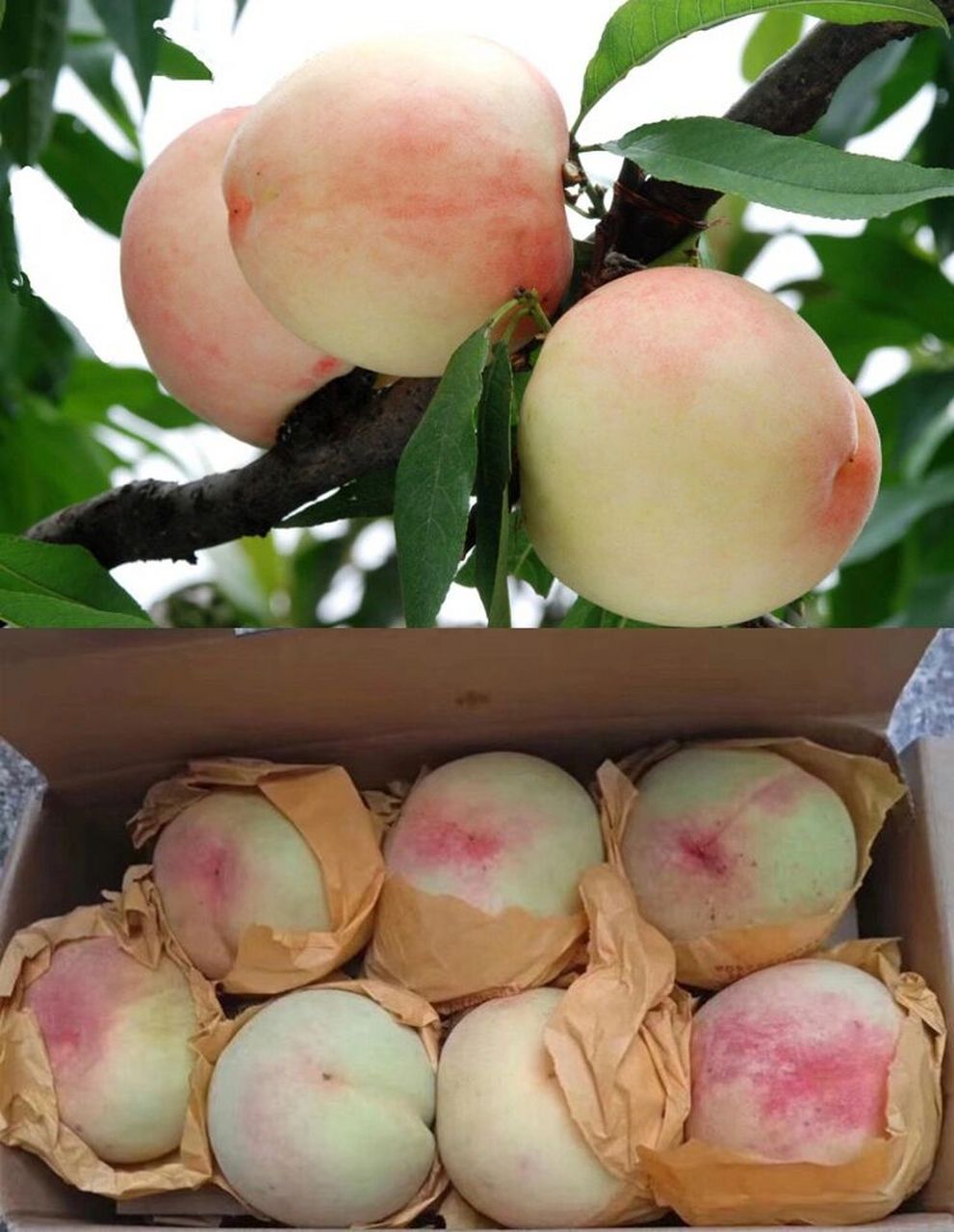 吃水蜜桃99哪家强,中国宁波找奉化.