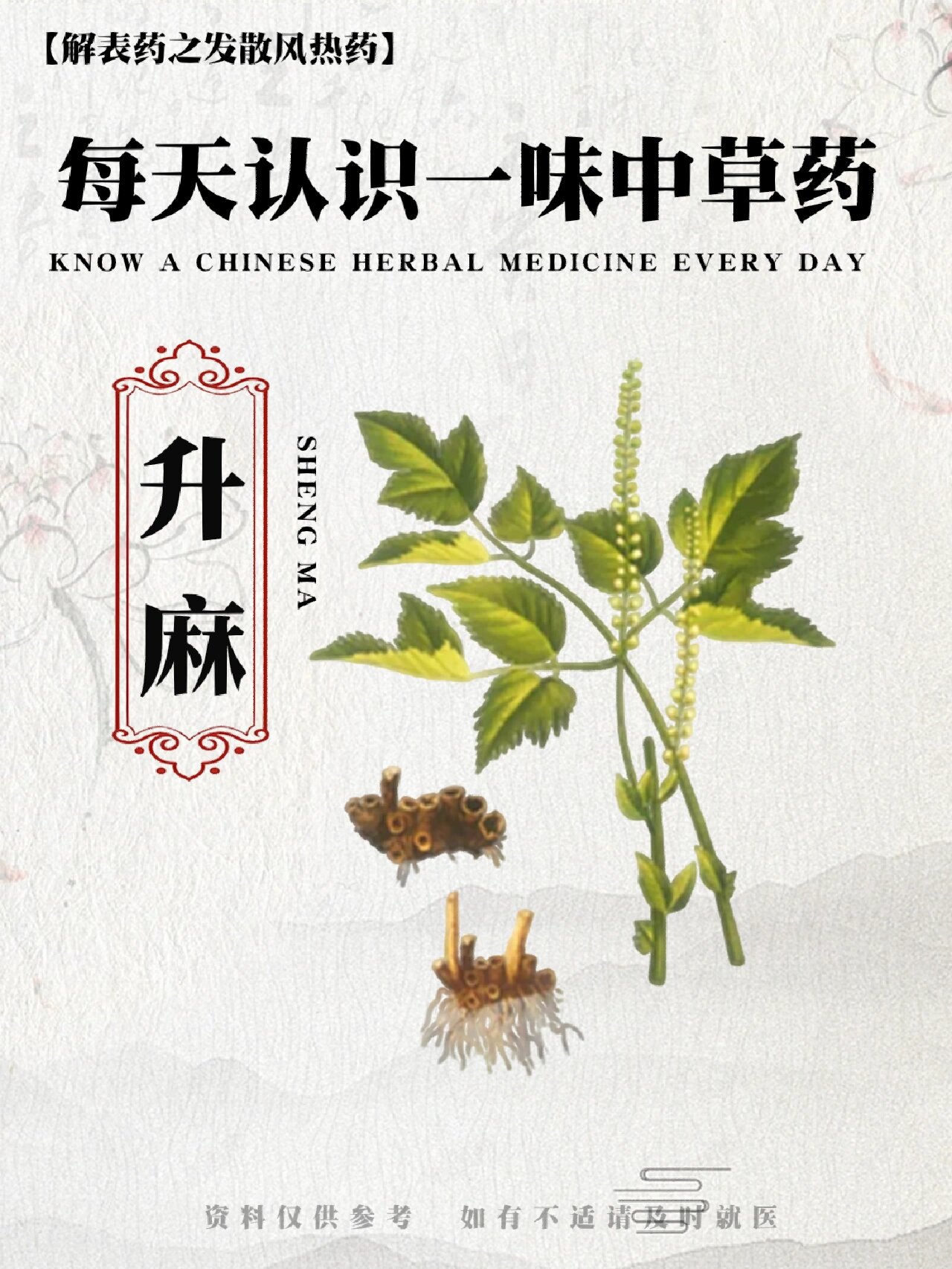 每天认识一味草药🌿升麻