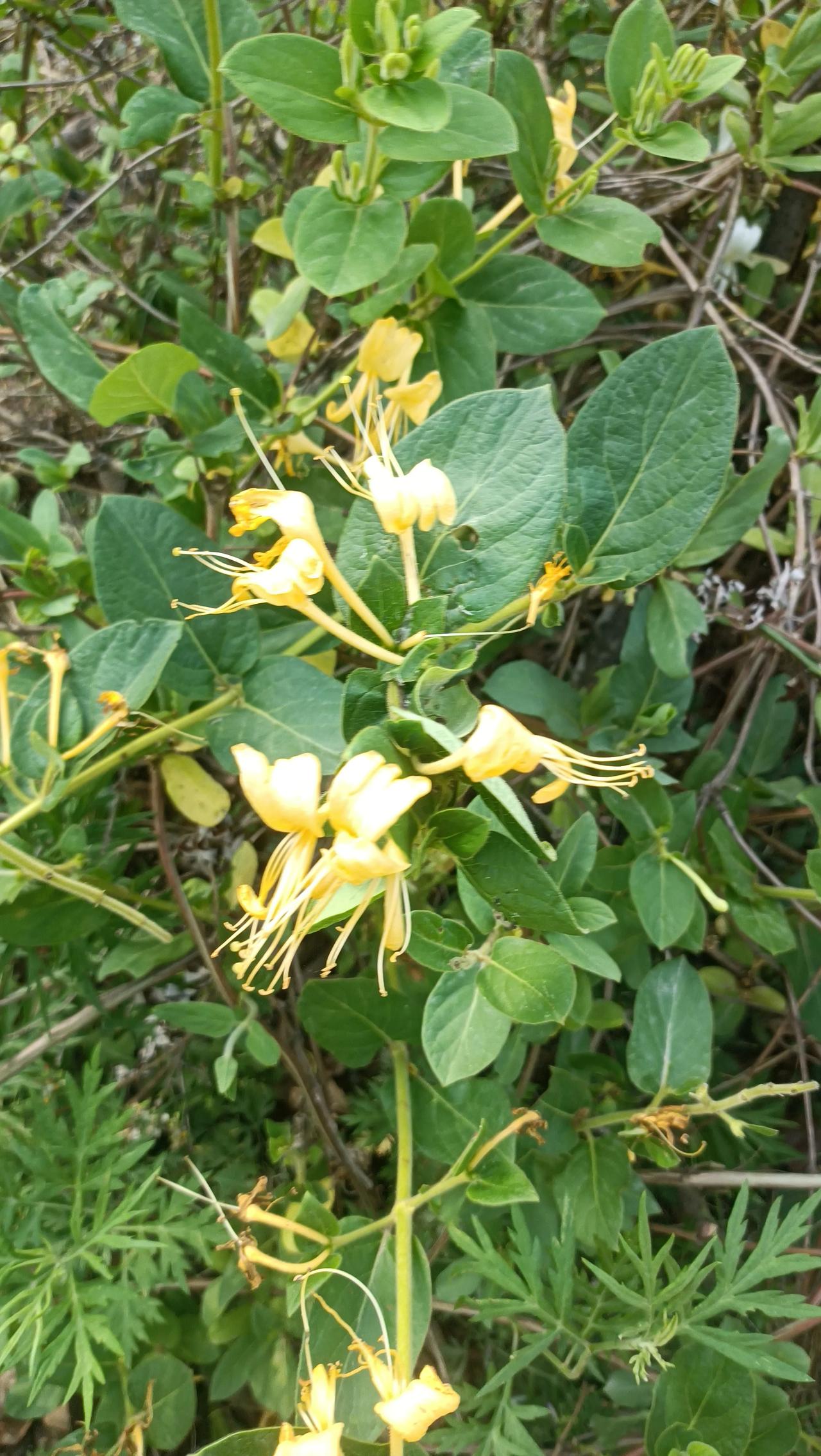 前两天回老家专门去上山找这种东西,它是一种中草药,农村很常见,趁