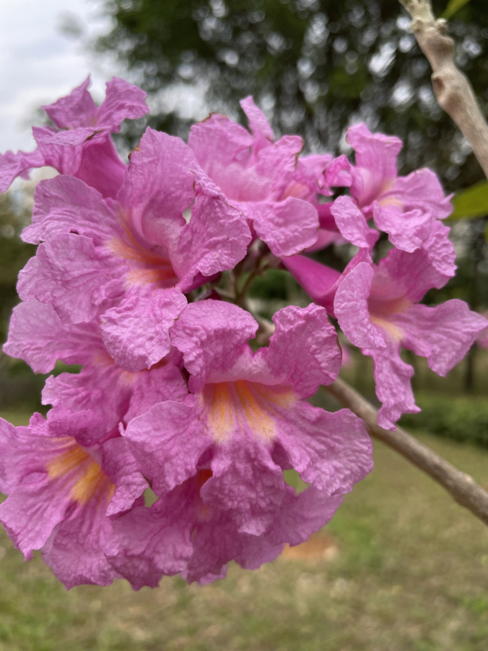 掌叶黄钟木 tabebuia rosea又名:紫绣球,粉红风铃木 	 我有点分不清.