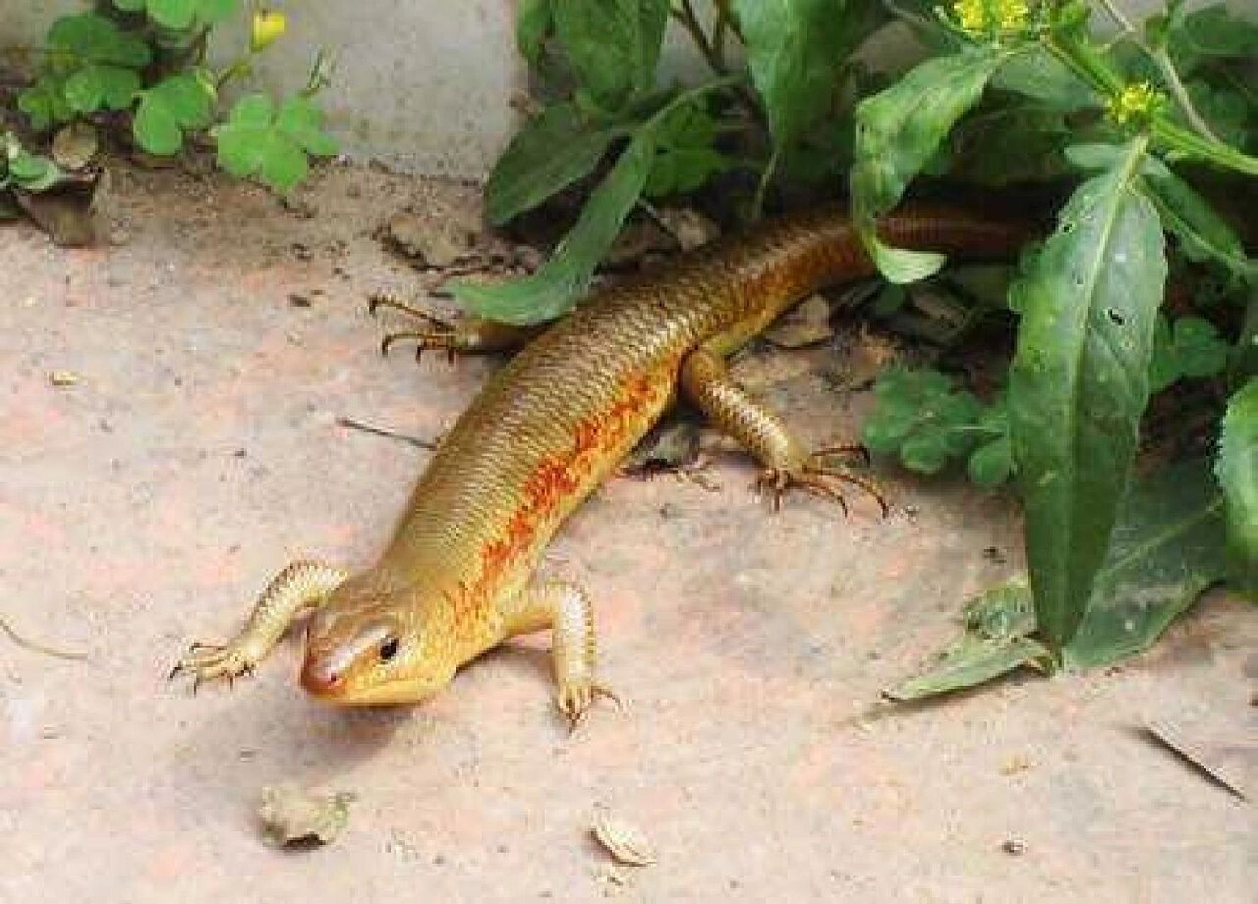 山上农村常见的野生四脚蛇有毒吗?四脚蛇会不会咬人?