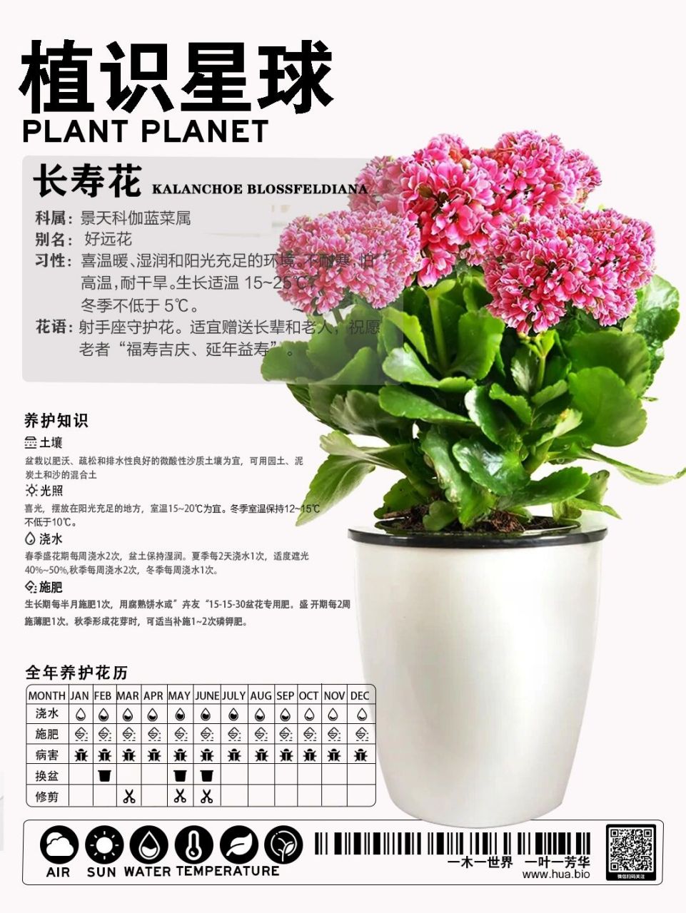 植物记录卡长寿花图片