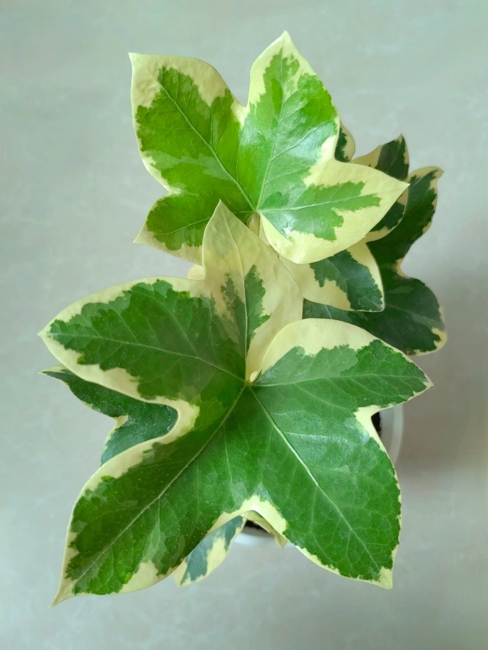 新入手一棵花叶熊掌木91 在有寻家入手的第二盆小绿植～ 花叶熊掌木