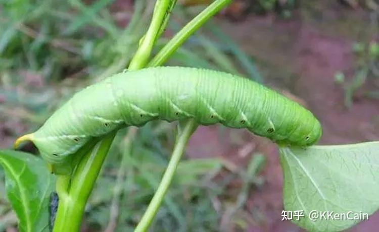 头上有黄色独角的青绿色虫子是什么