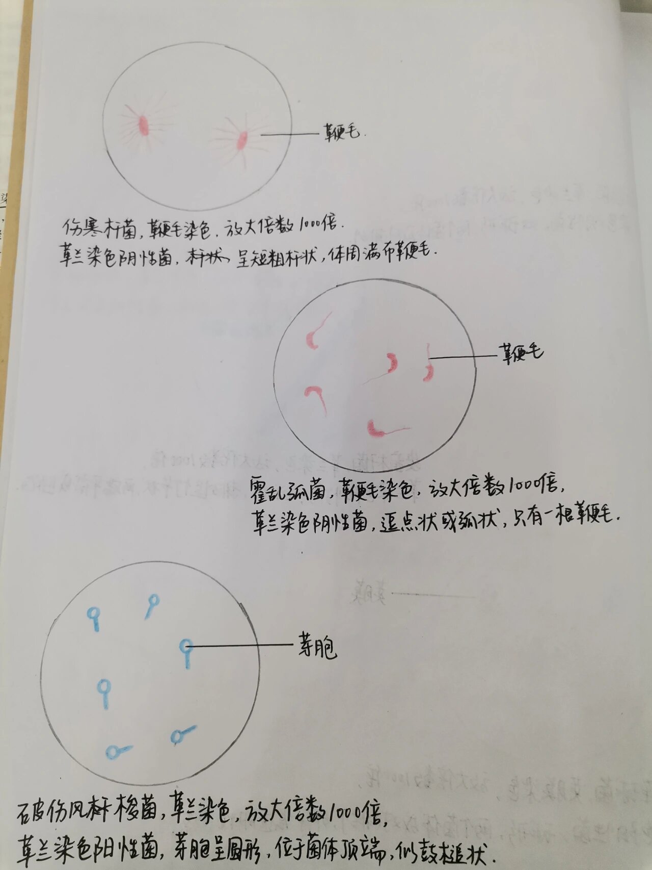 微生物细菌形态 细菌手绘图