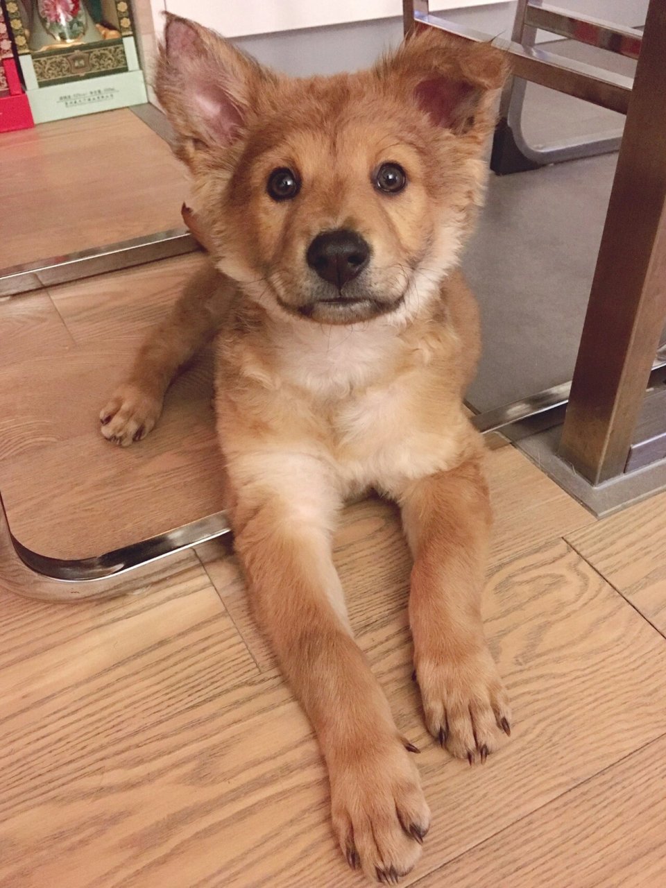 中华田园犬长毛款 小时候安安静静的,还喜欢搭着手一副很专业的样子