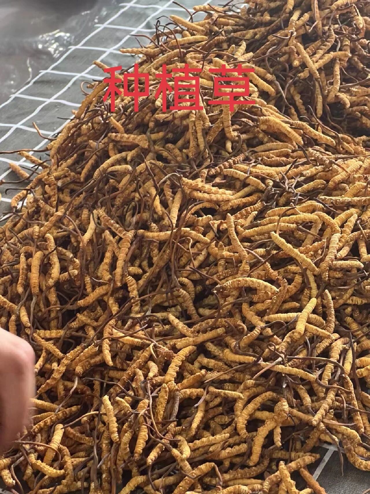 冬虫夏草有人工种植(图1)