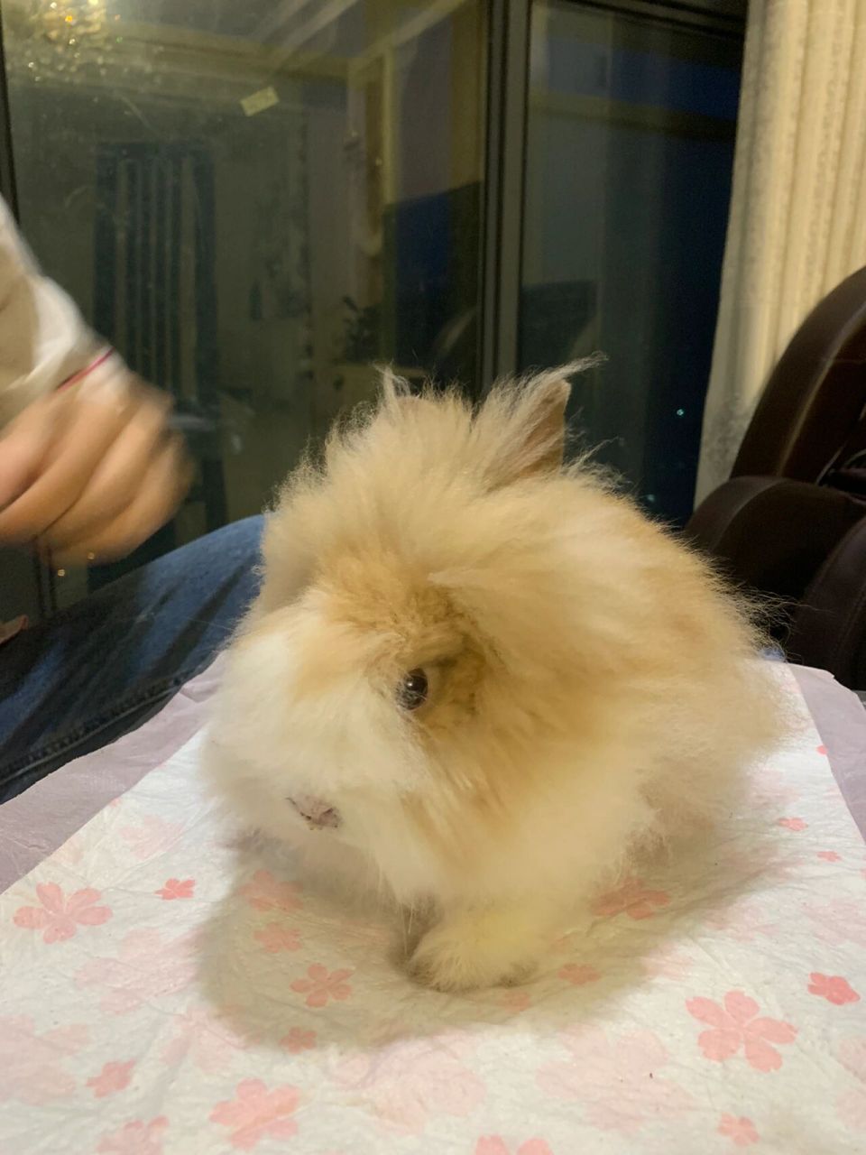 泡芙是一只盖脸猫猫兔,七月底就满三个月了,毛太长了特别容易打结