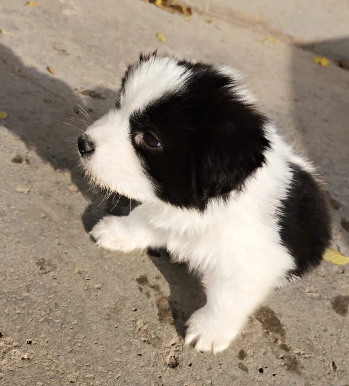 边牧和萨摩耶的串串 智商随了边牧,坐,卧,握手,叫,定点大小便……教了