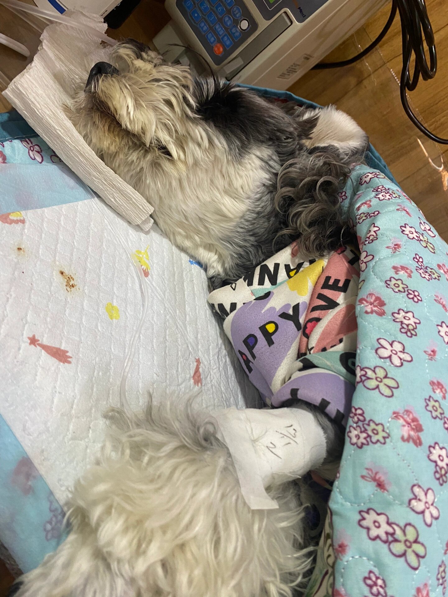 狗狗吉氏巴贝斯虫病后三氮脒中毒 开始的前几天狗狗精神状态以及食欲