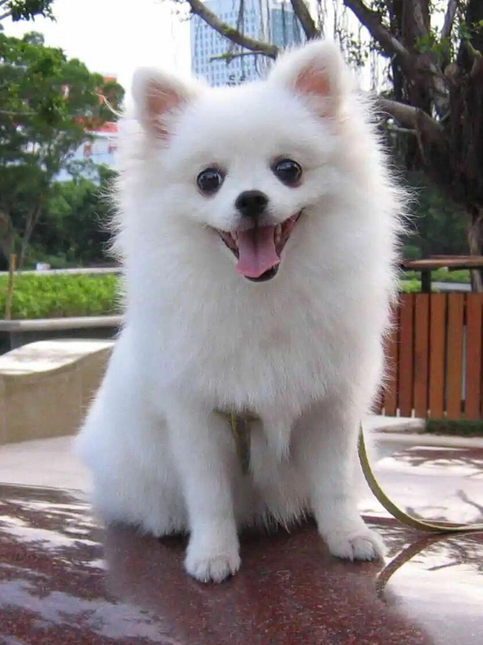 博美犬是能刻苦耐劳