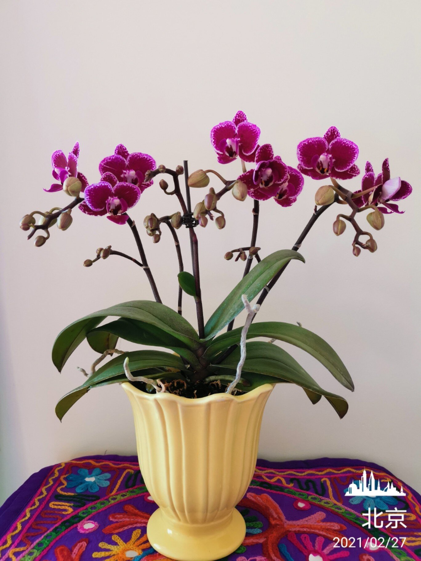 一棵蝴蝶兰蔓越莓的成长史 蝴蝶兰花期长,从花剑露出,孕育出花苞到