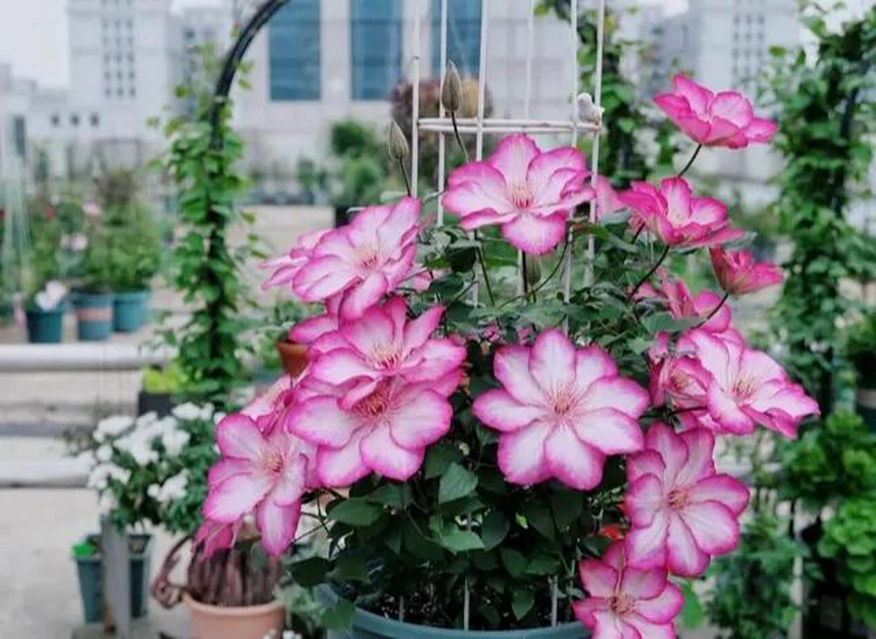 又美又仙又玲珑丰花的"解放"铁线莲 "解放",也叫"自由.