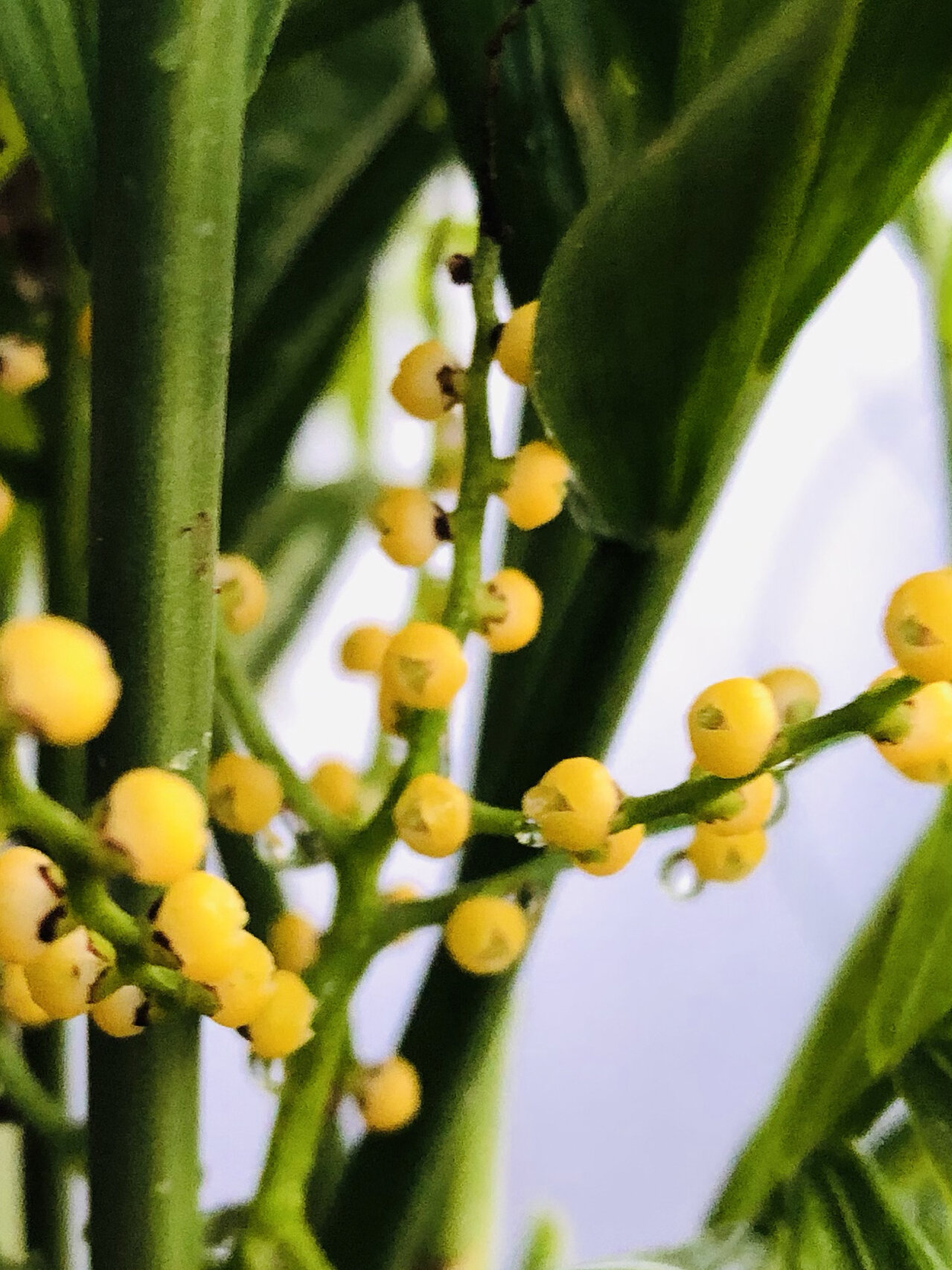 袖珍椰子开花什么预兆图片