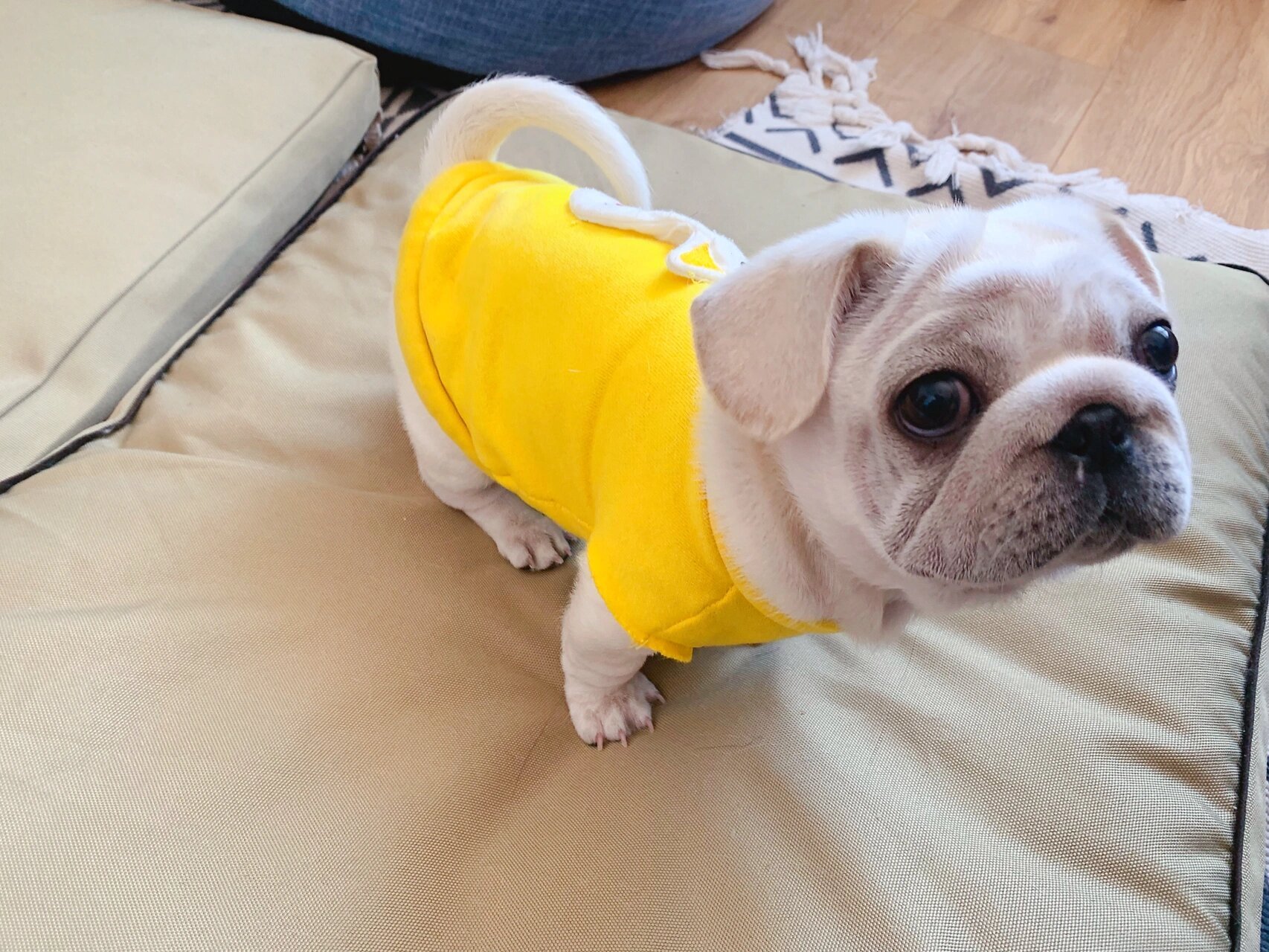 白巴哥 白色巴哥