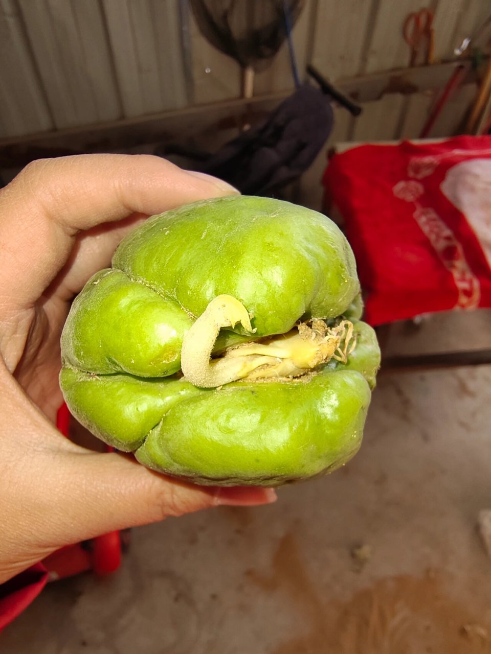 发芽的佛手瓜如何过冬 大家给支支招,怎么让这颗佛手瓜在这么冷的天活