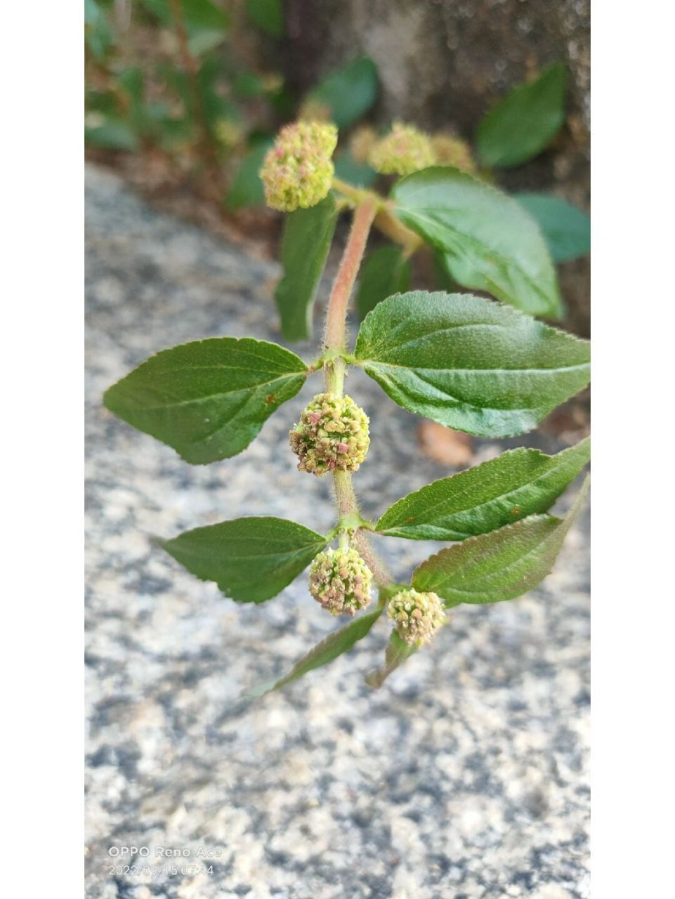 百草园 8 大飞扬草 大飞扬草为大戟科植物飞扬草euphorbia hirta l.