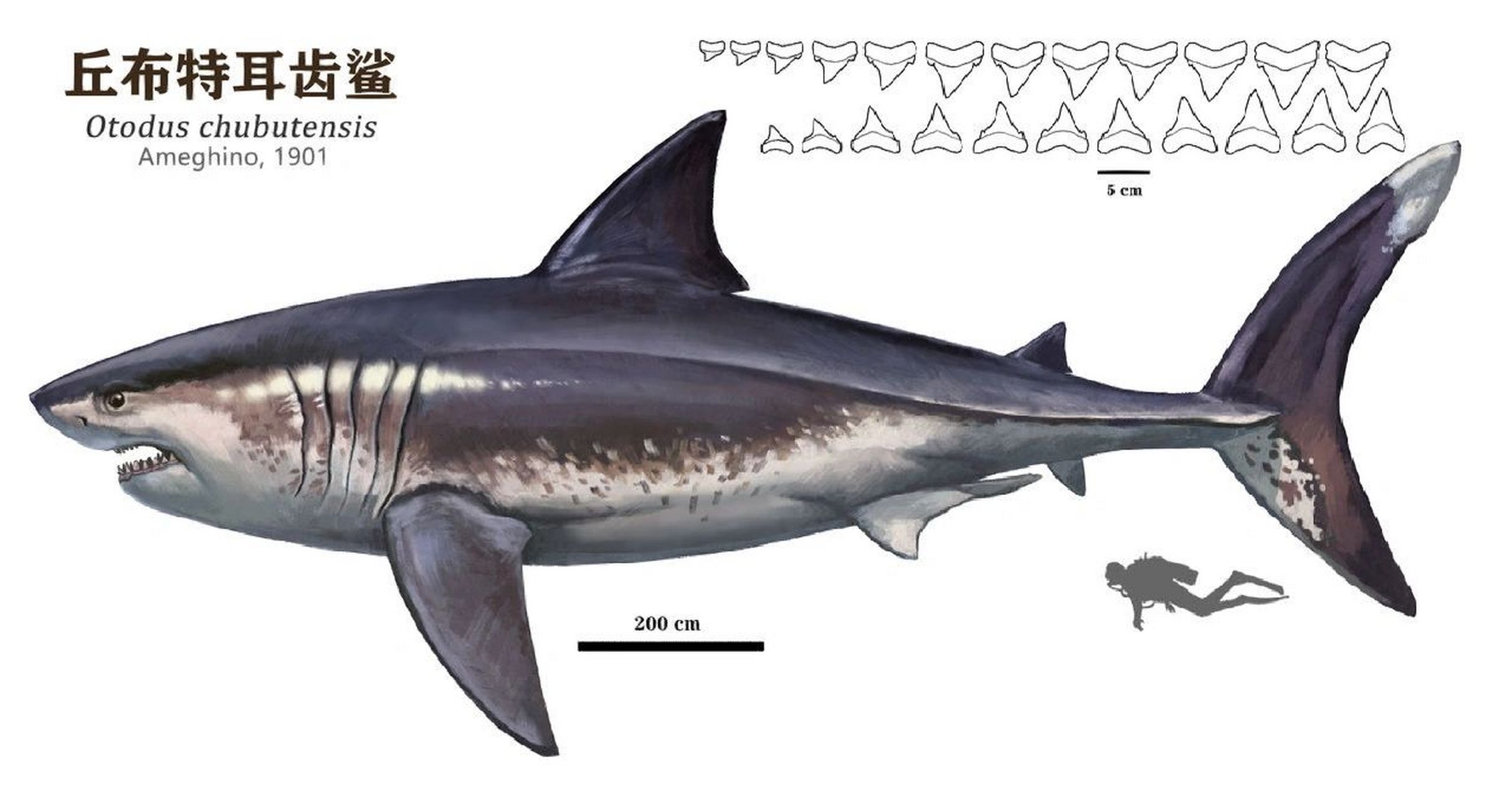 几种耳齿鲨与噬人鲨体型对比图 转自鲨姐粉丝群