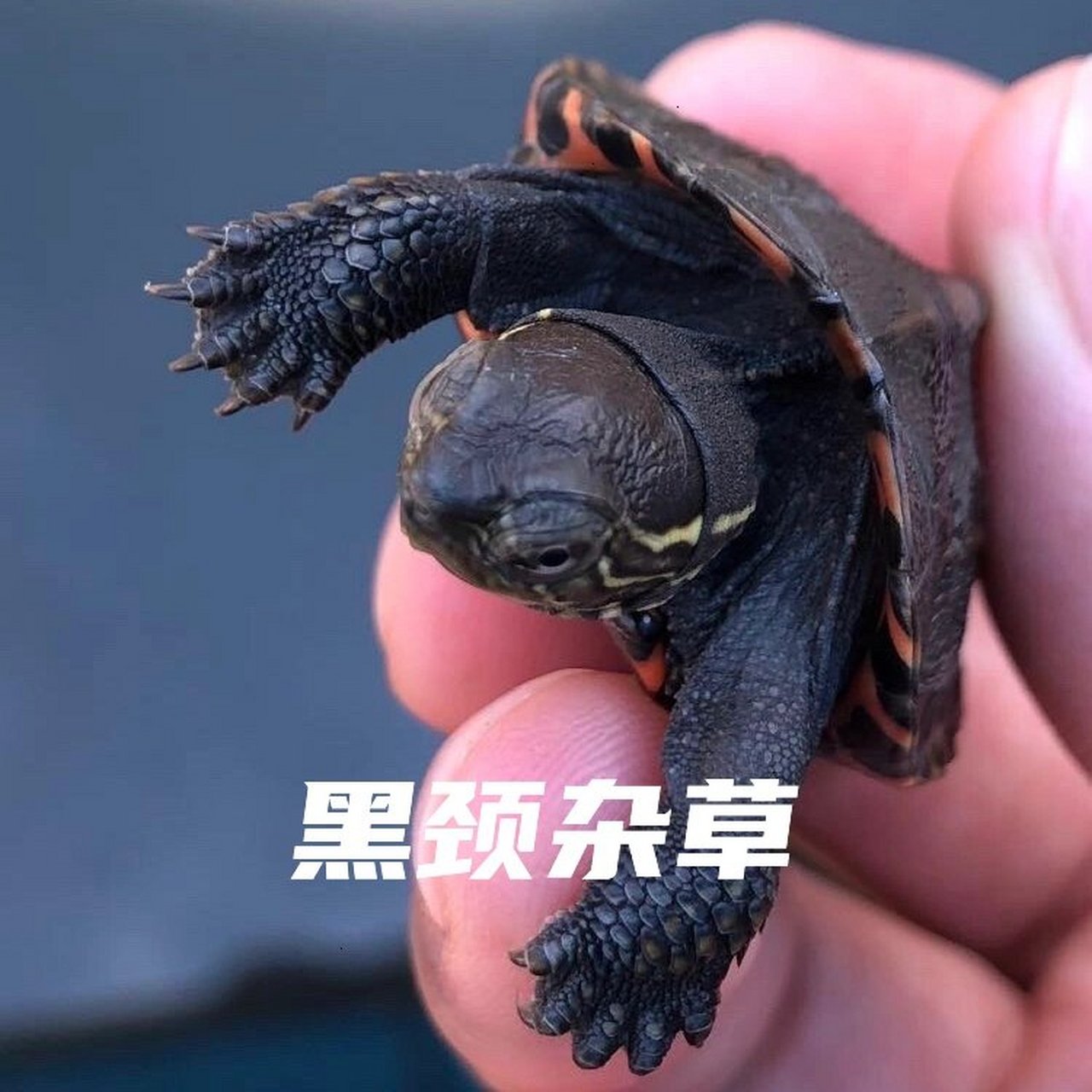 草龟科普|关于杂交草龟 谈杂交龟之前,首先要知道什么是杂交?