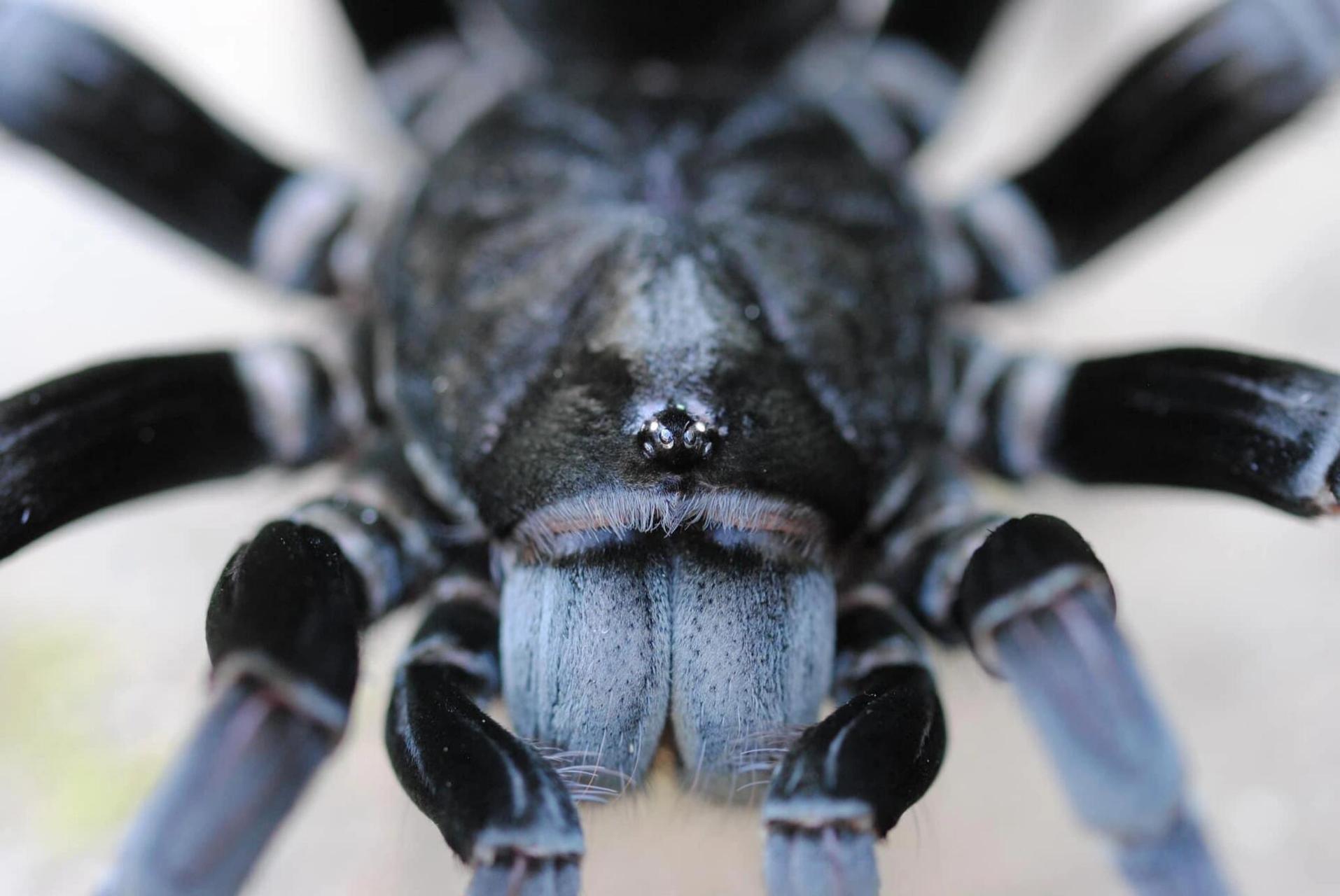 玻利维亚钢铁蓝蜘蛛图片