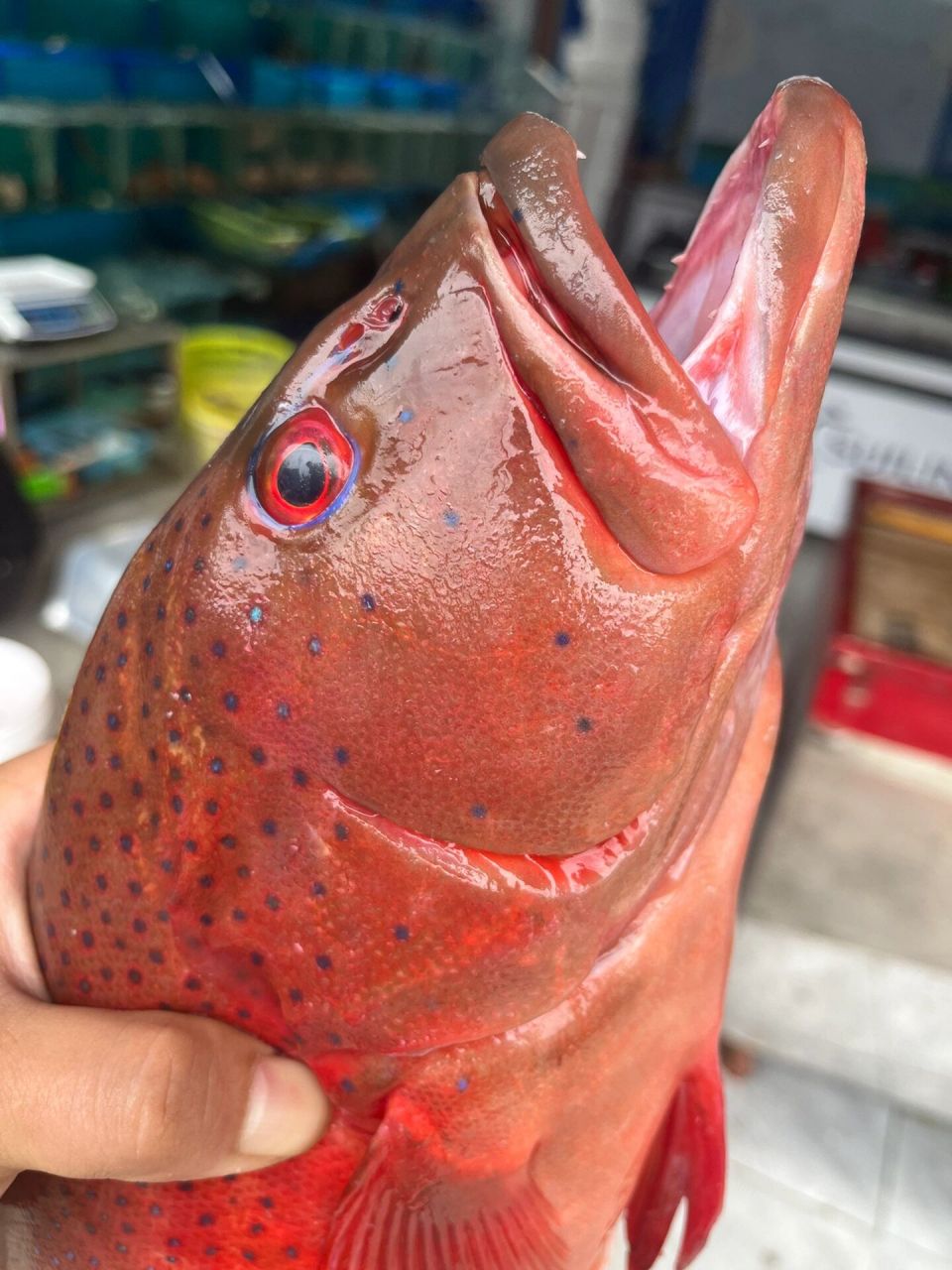 野生东星斑 西沙群岛野生东星斑