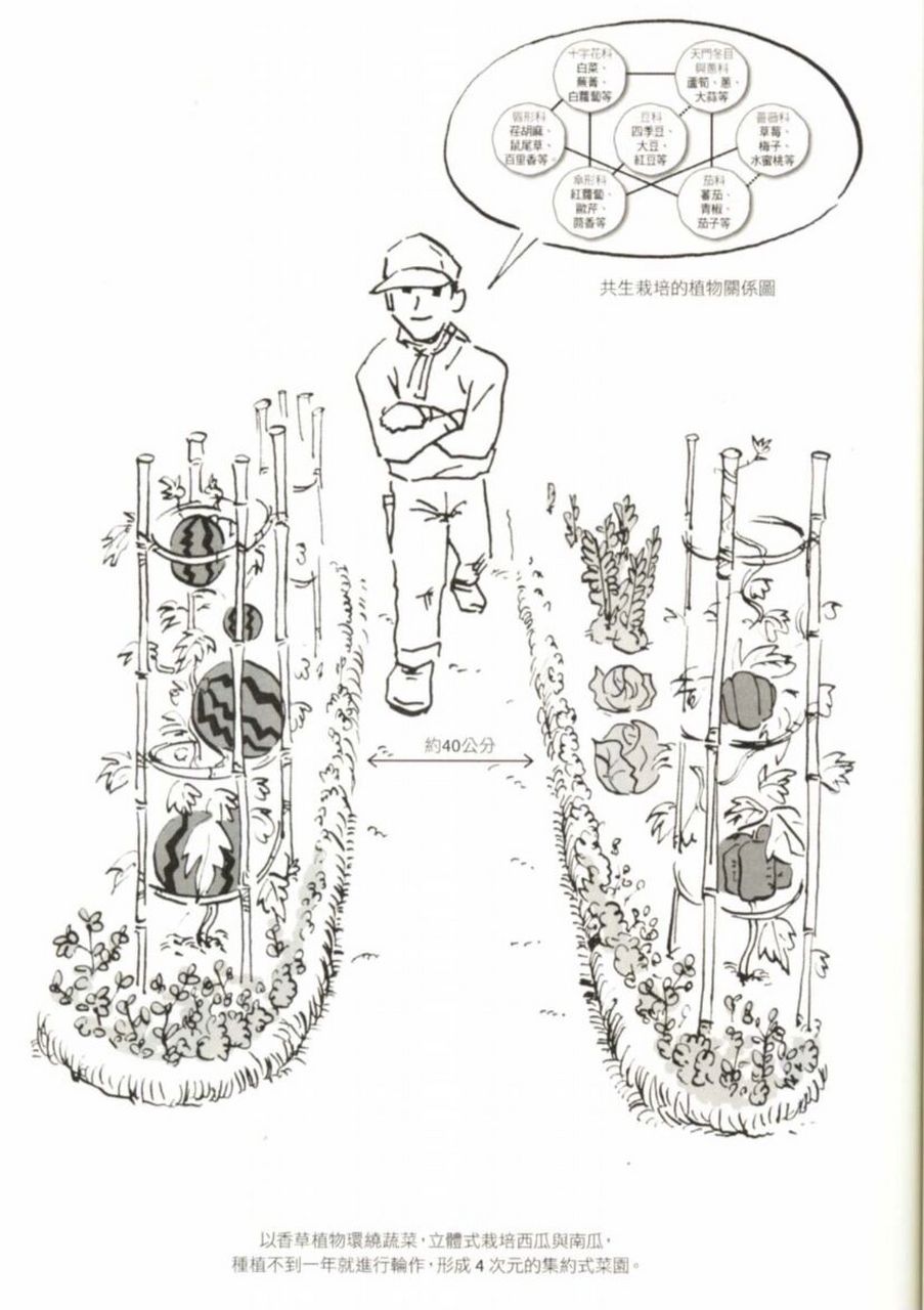我在阳光充足的地方种了一排西瓜苗,然后用竹竿