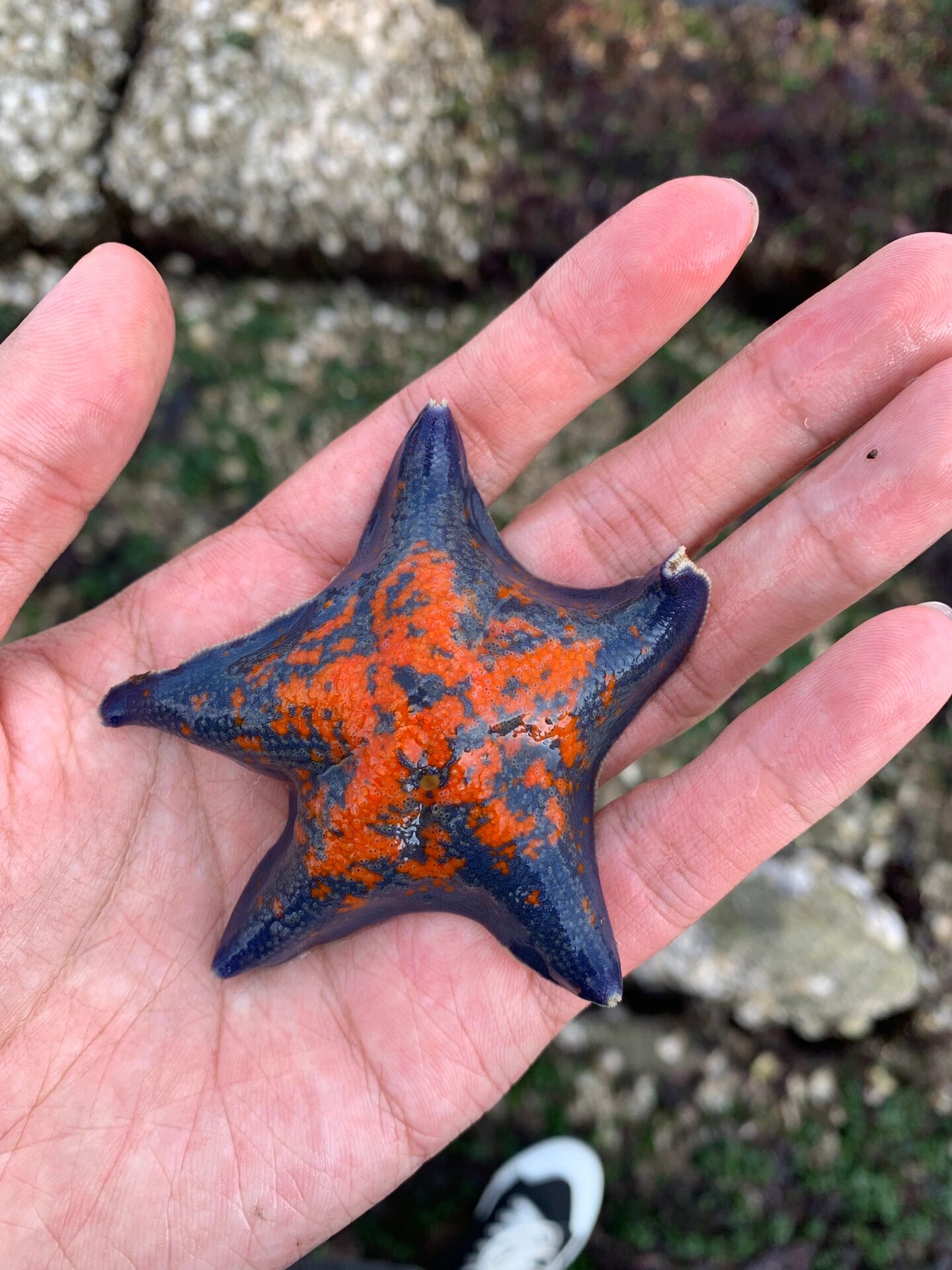 这种海星有毒吗可以直接用手拿嘛?