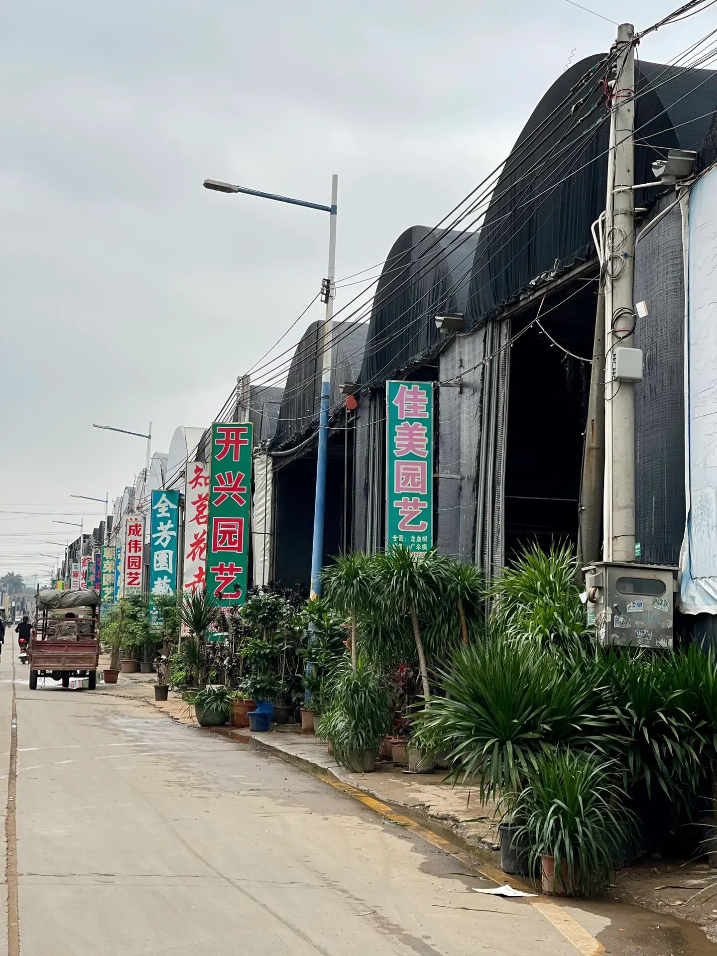 广州绿植批发基地拿货图片