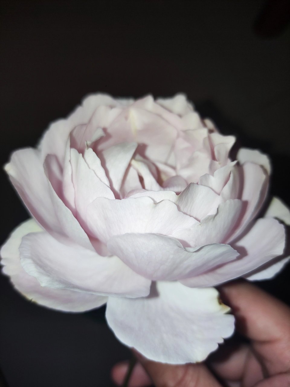 月季——伊芙大理石冻糕