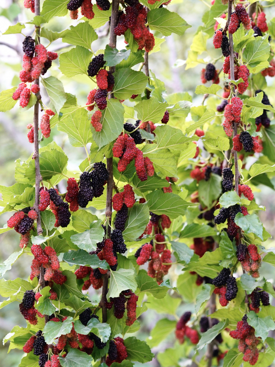 无籽大十桑葚 要等到全黑,完全成熟才不会酸.丰产型.