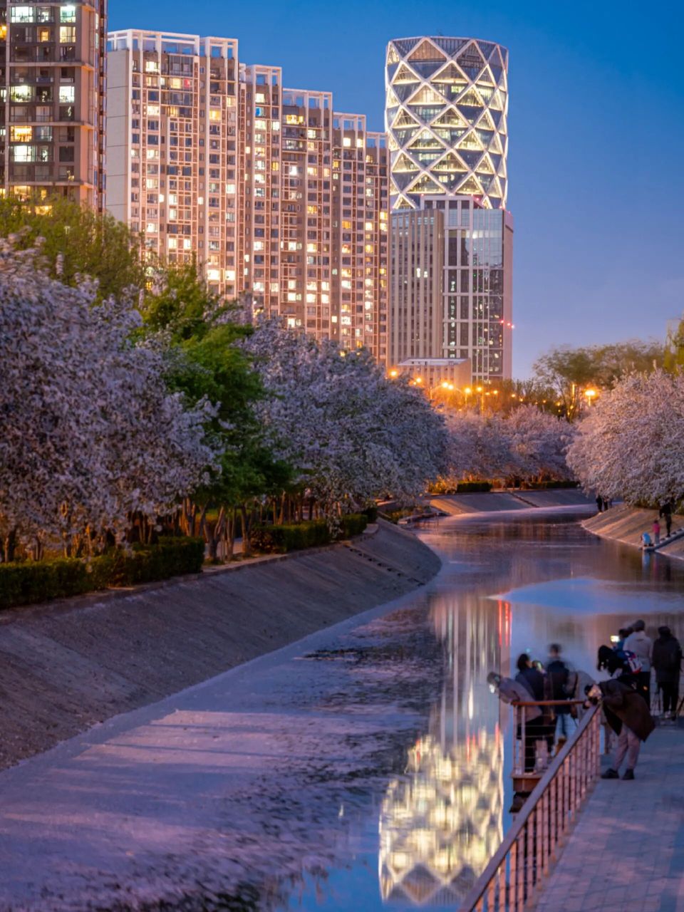 打卡京城网红海棠夜景 望京海棠,望京南地铁站b口,follow小红书攻略打