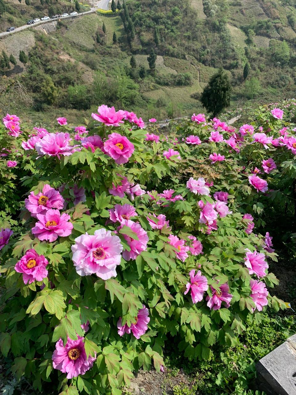 重庆垫江的牡丹花 重庆垫江的牡丹花已进入繁盛期,想去的朋友不要错过