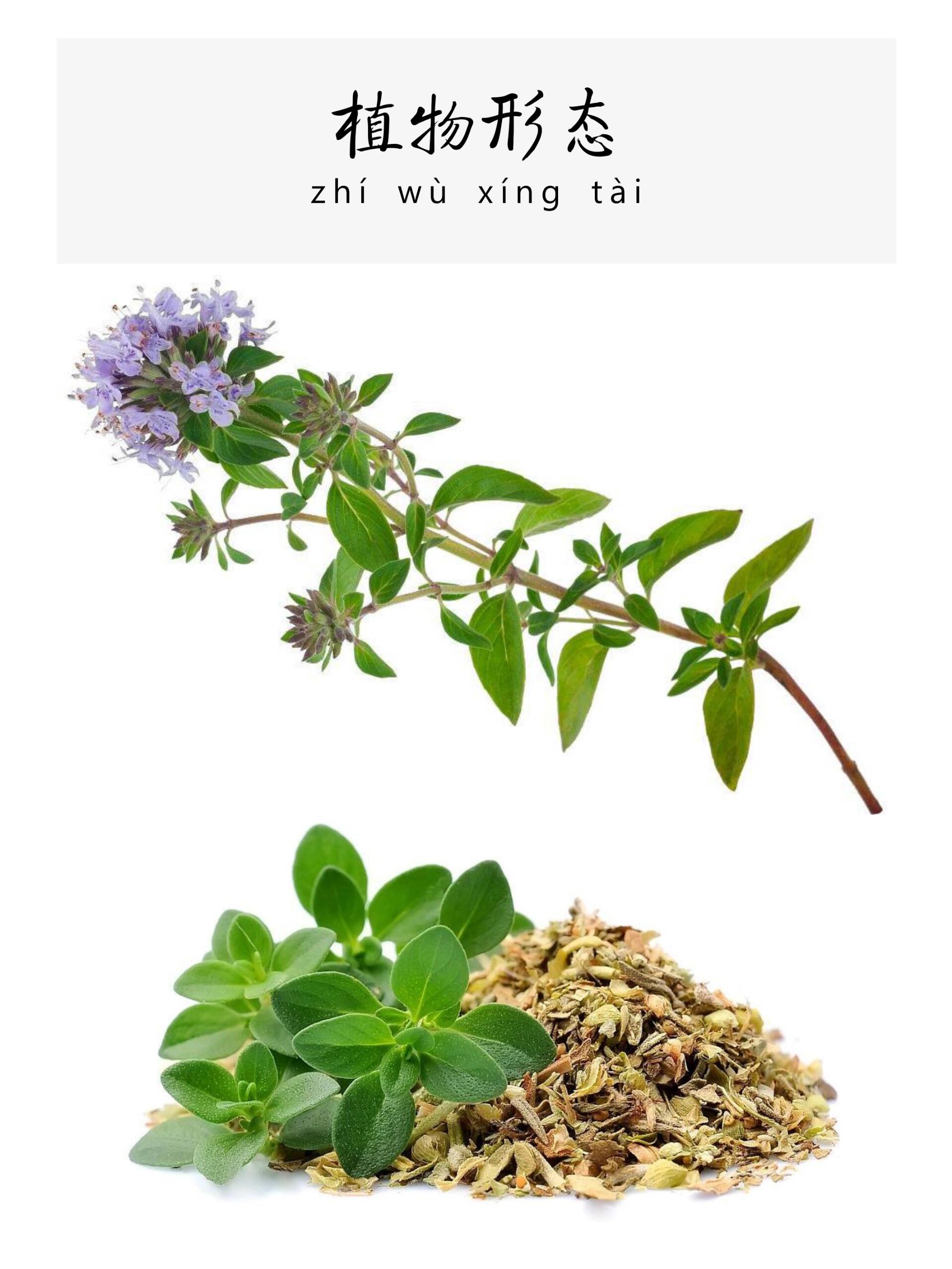 每天认识一味中草药-百里香781594 92百里香属于唇形科百里香
