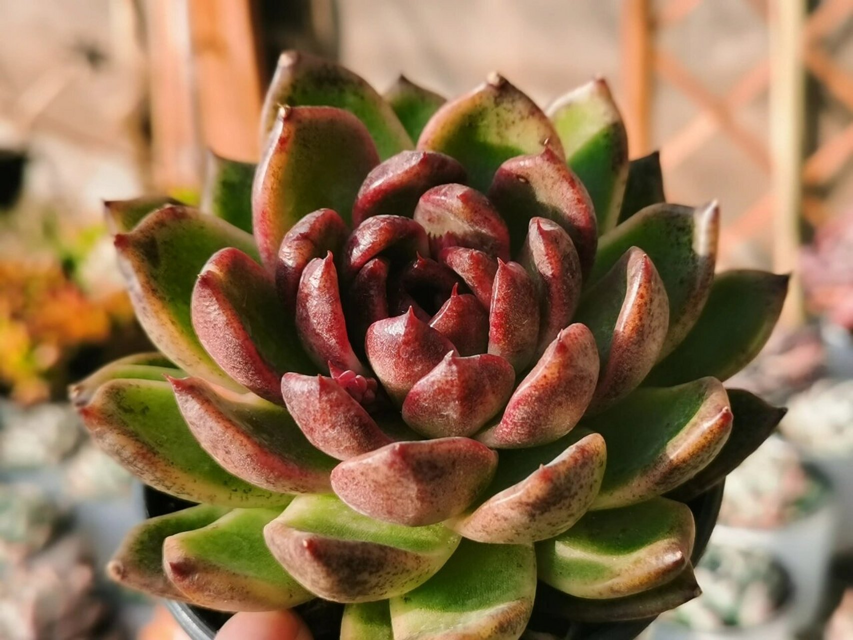 封面—海啸 91太喜欢有褶皱的多肉了