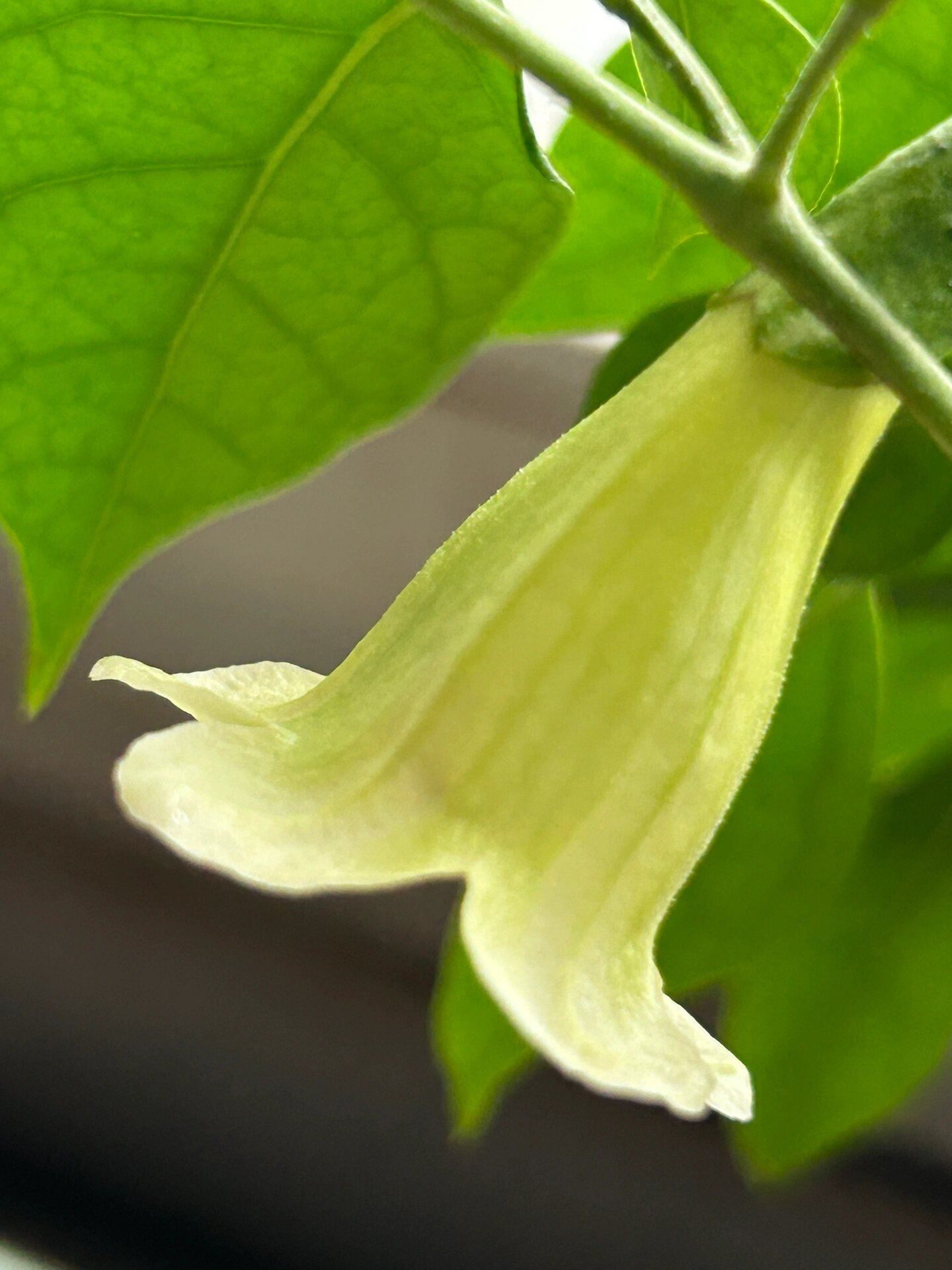 菜豆树的花朵图片图片