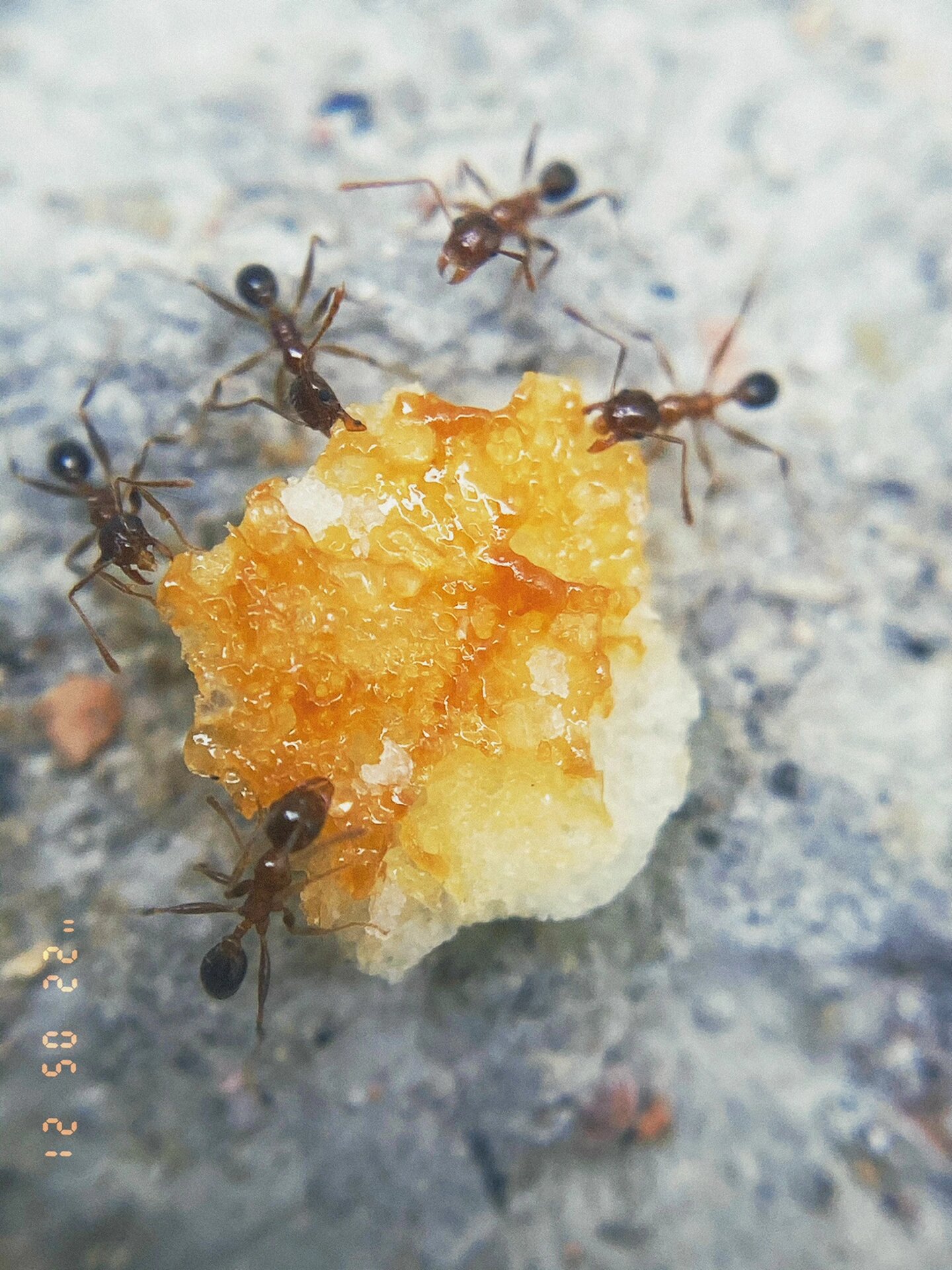 小蚂蚁搬食物的图片图片