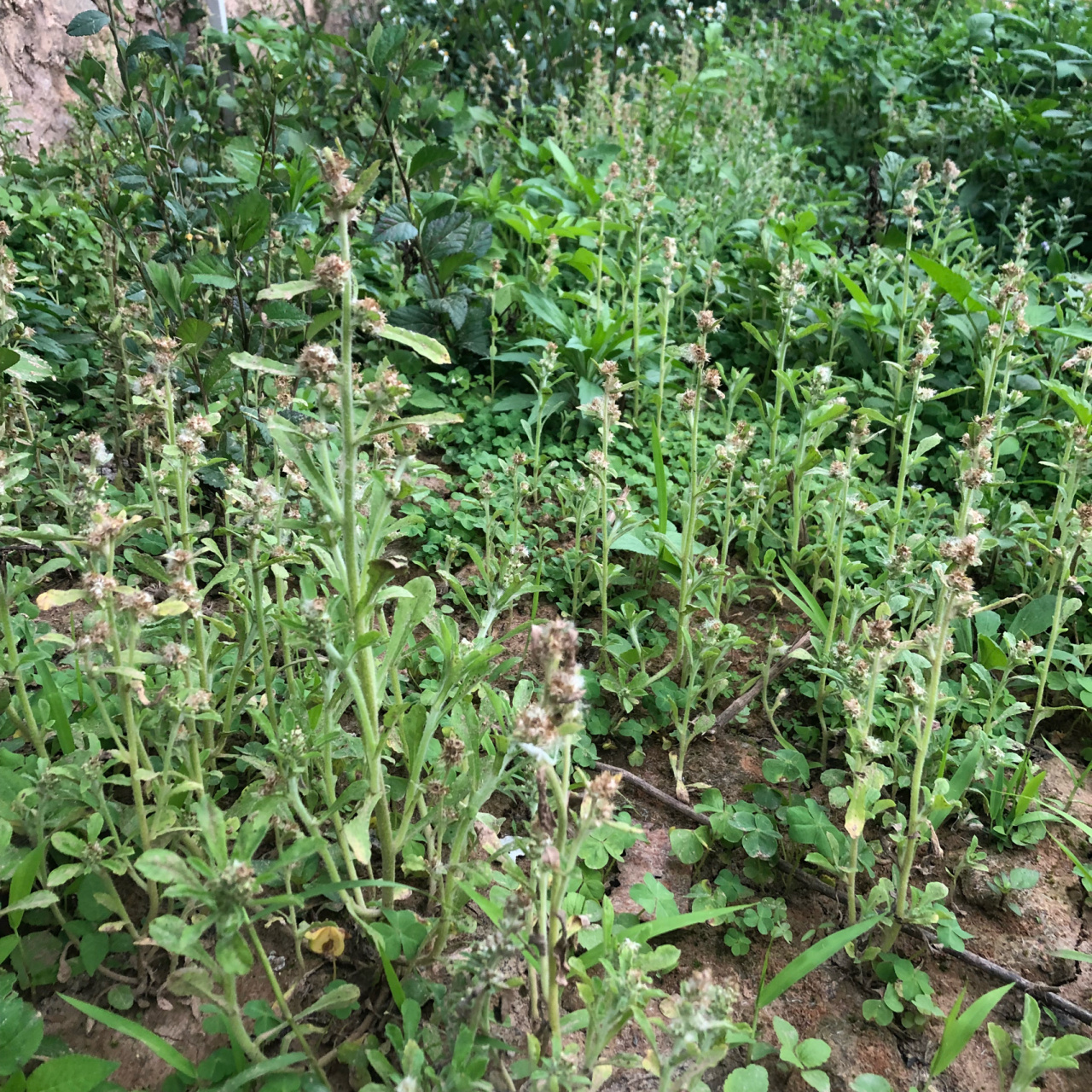 田艾里野生. 图一图二:白艾.