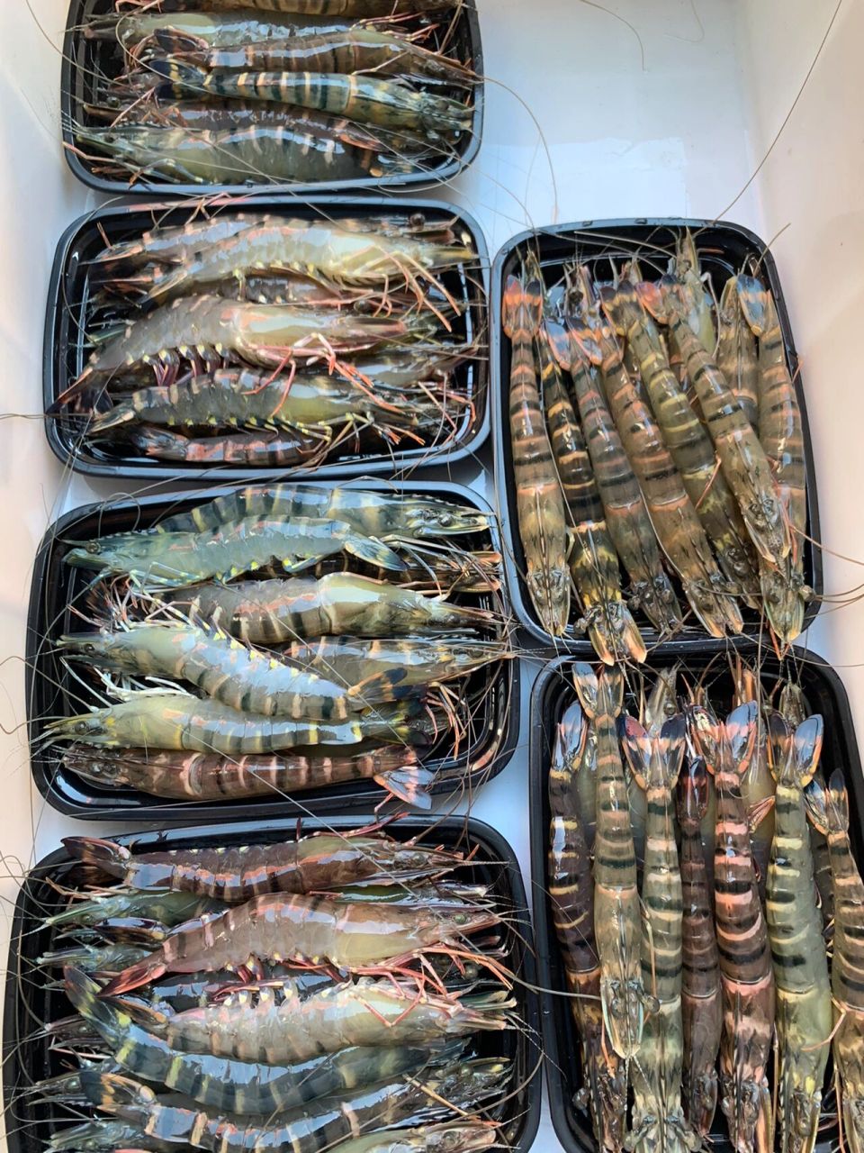 黑草虾活冻加工