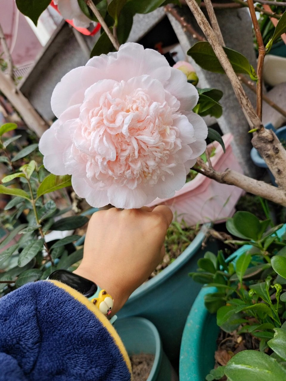 戴氏之歌茶花 戴氏真的又大又好看,名不虚传