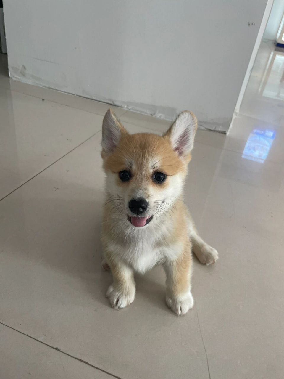 柯基土狗串长成这样?