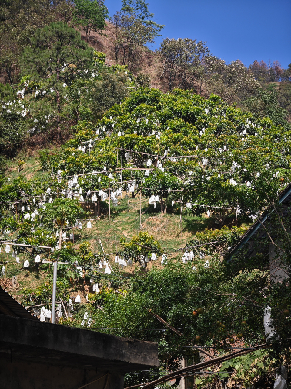 带各位参观一下我们攀枝花的凯特芒果,多在陡峭山地或者绝壁之上,种植