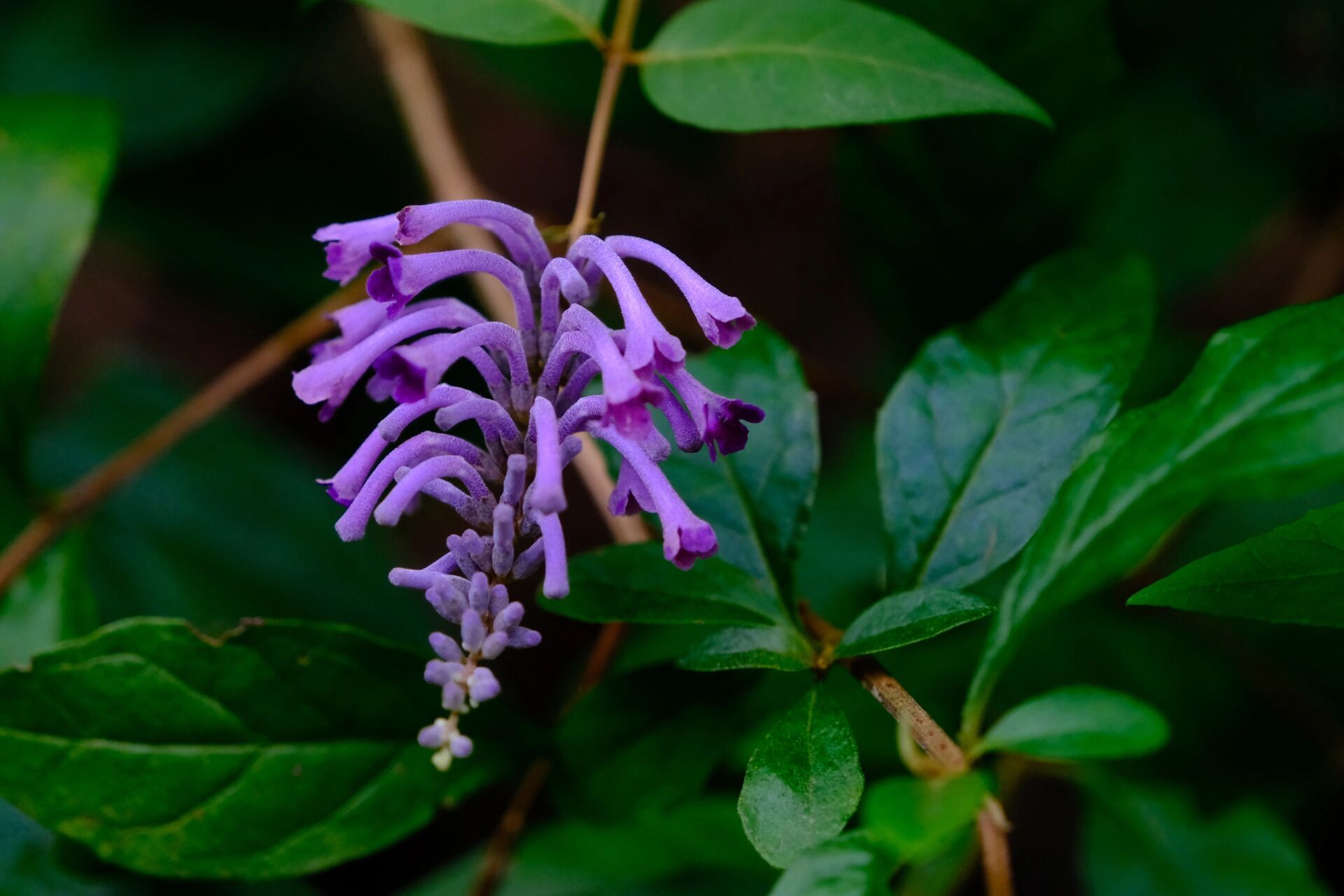 门票50元一张,另外20元船票(平板船),如果你想坐快艇,也是20元,但是要