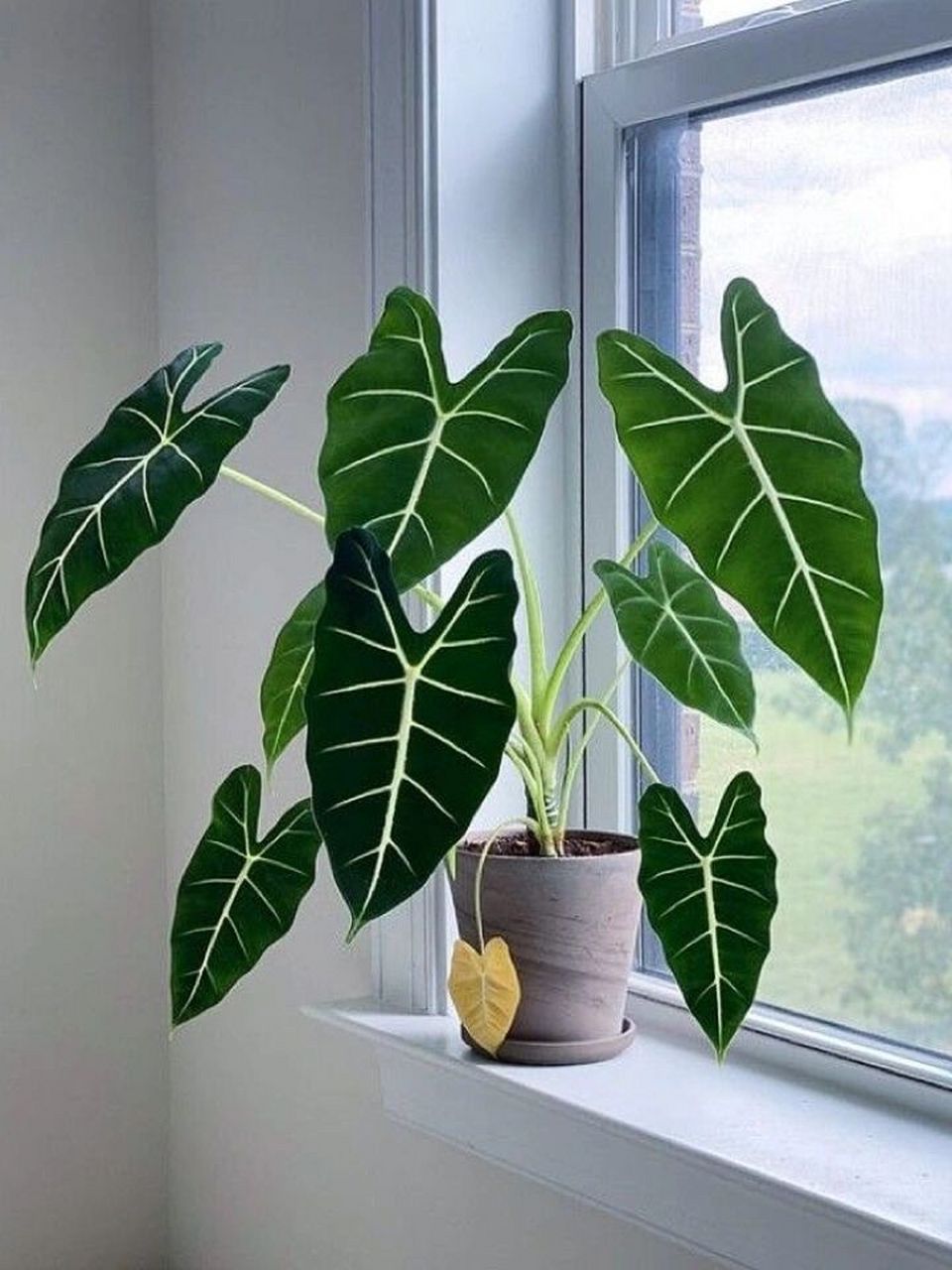 高颜值室内植物丨让人着迷的绿天鹅海芋 我从去年开