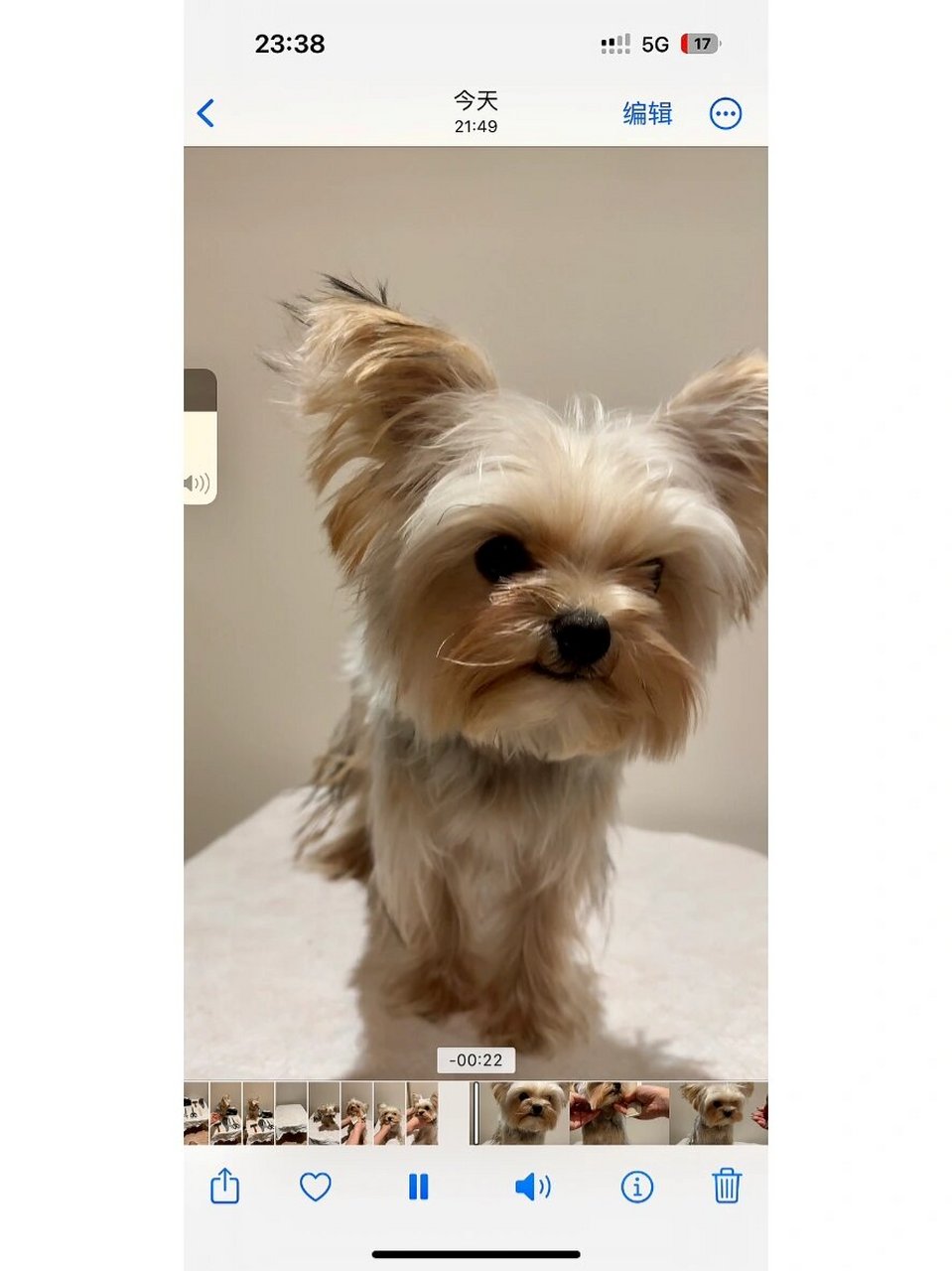 家庭版约克夏剪毛教程 有没有姐妹想看,想好纠结要不要出 看的评论区