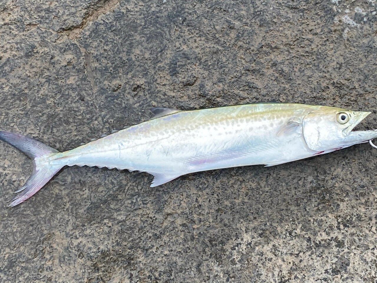 路亚海钓用一个鱼饵解锁三种海鱼 今天来到了天津海钓,一个鱼饵下午两