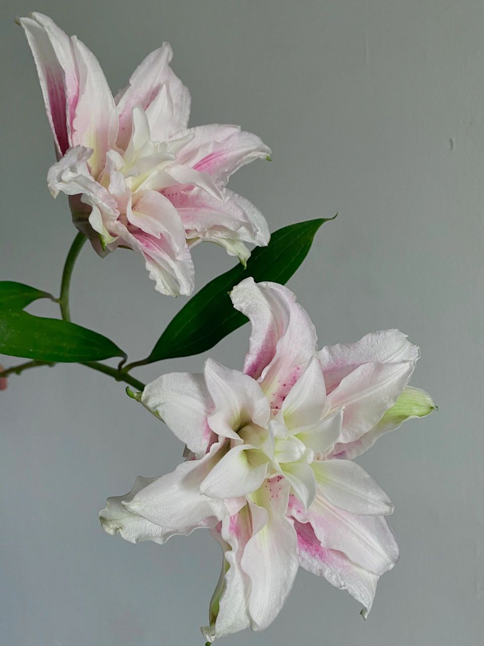 识花卡——重瓣百合伊莎贝拉