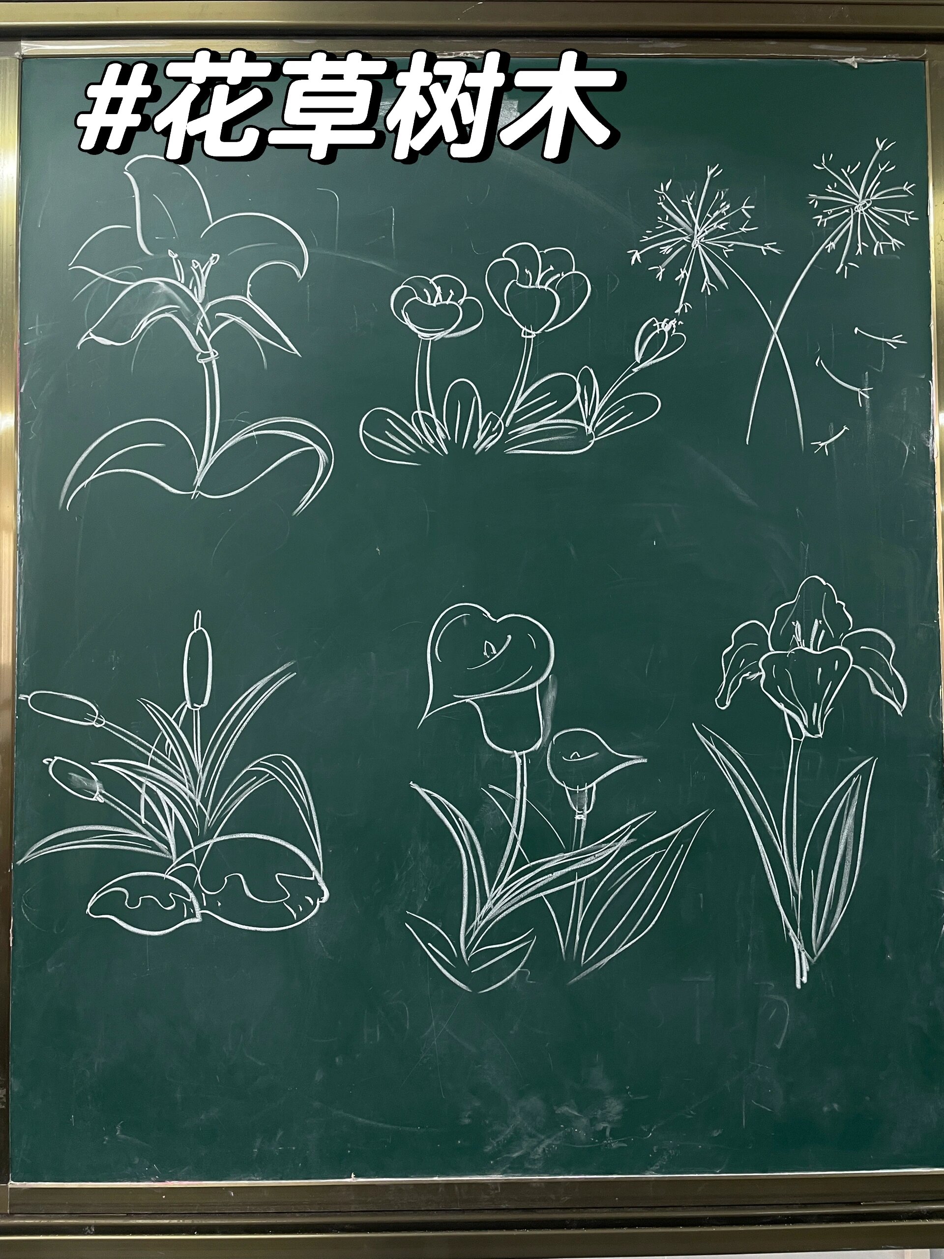 小学黑板画|花草树木合集